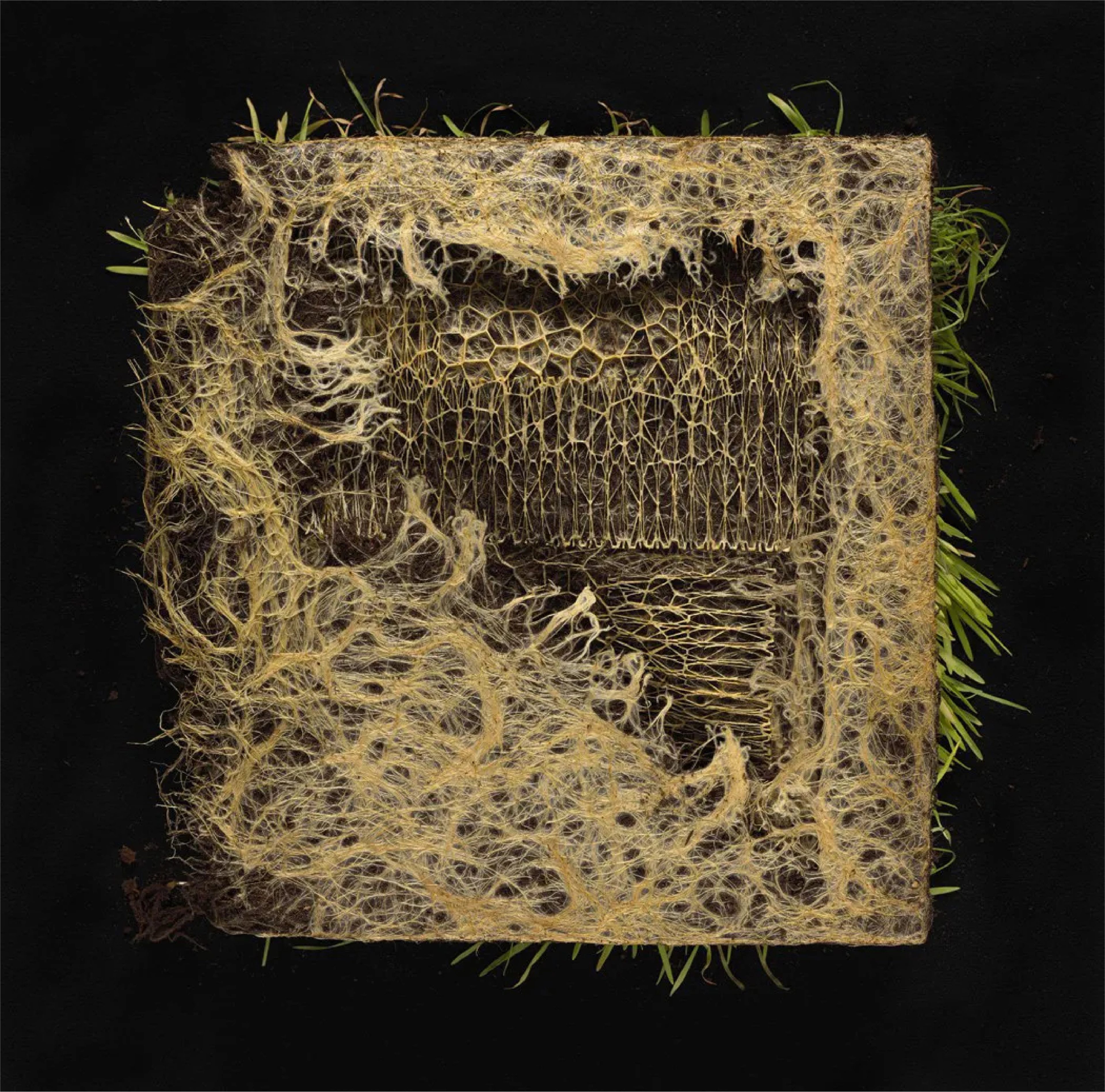 Rootbound