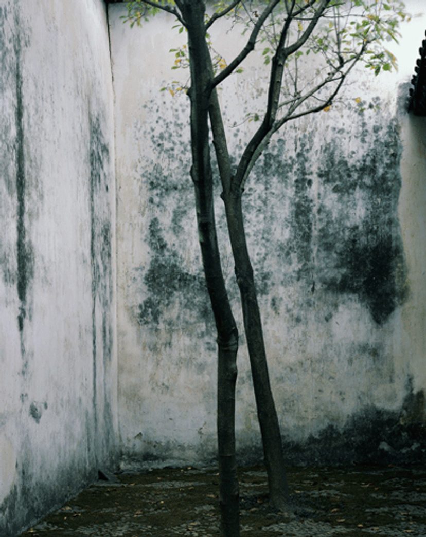 Time After Time (Humble Administrators Garden)