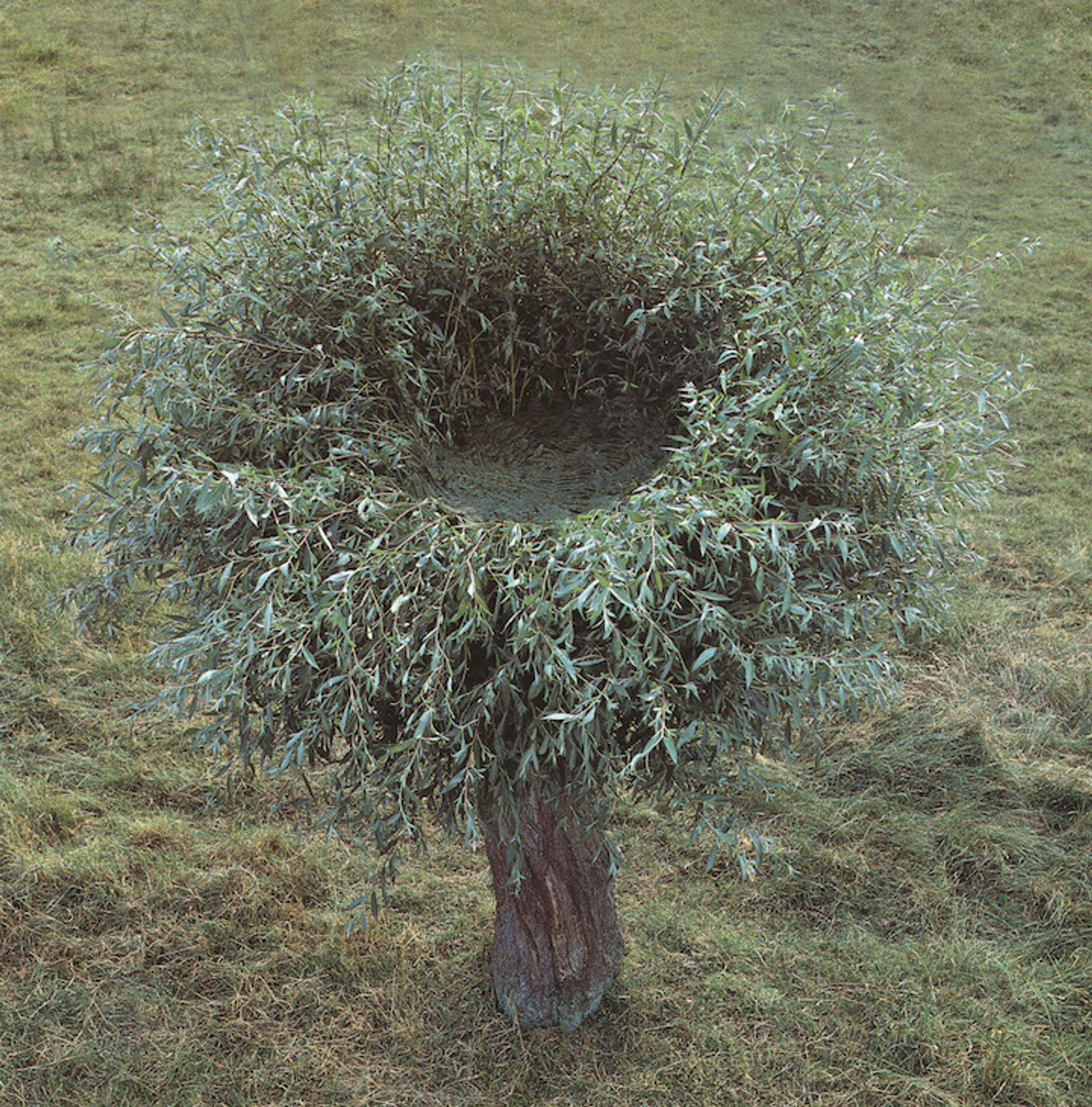 Untitled (Pollard Willow)