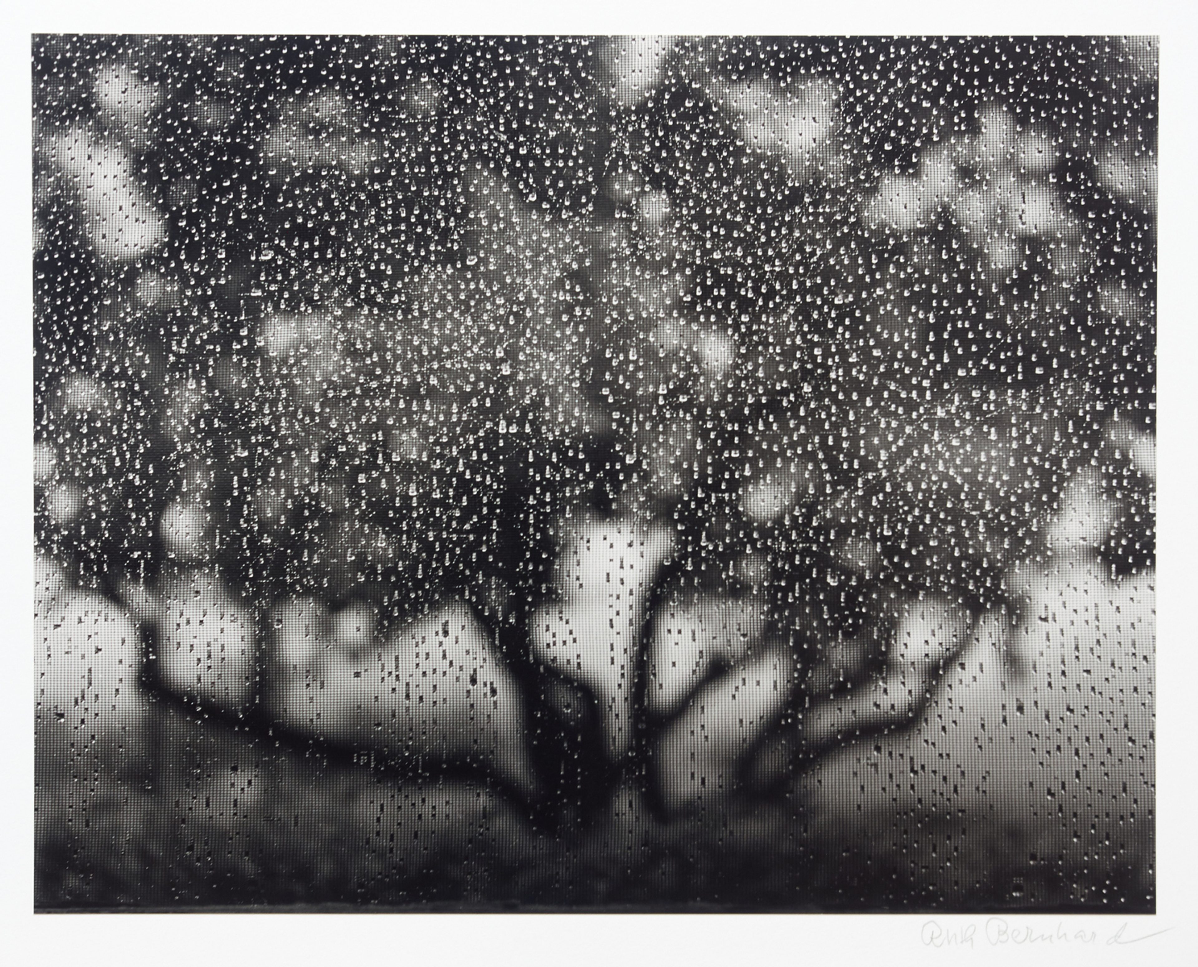 Apple Tree