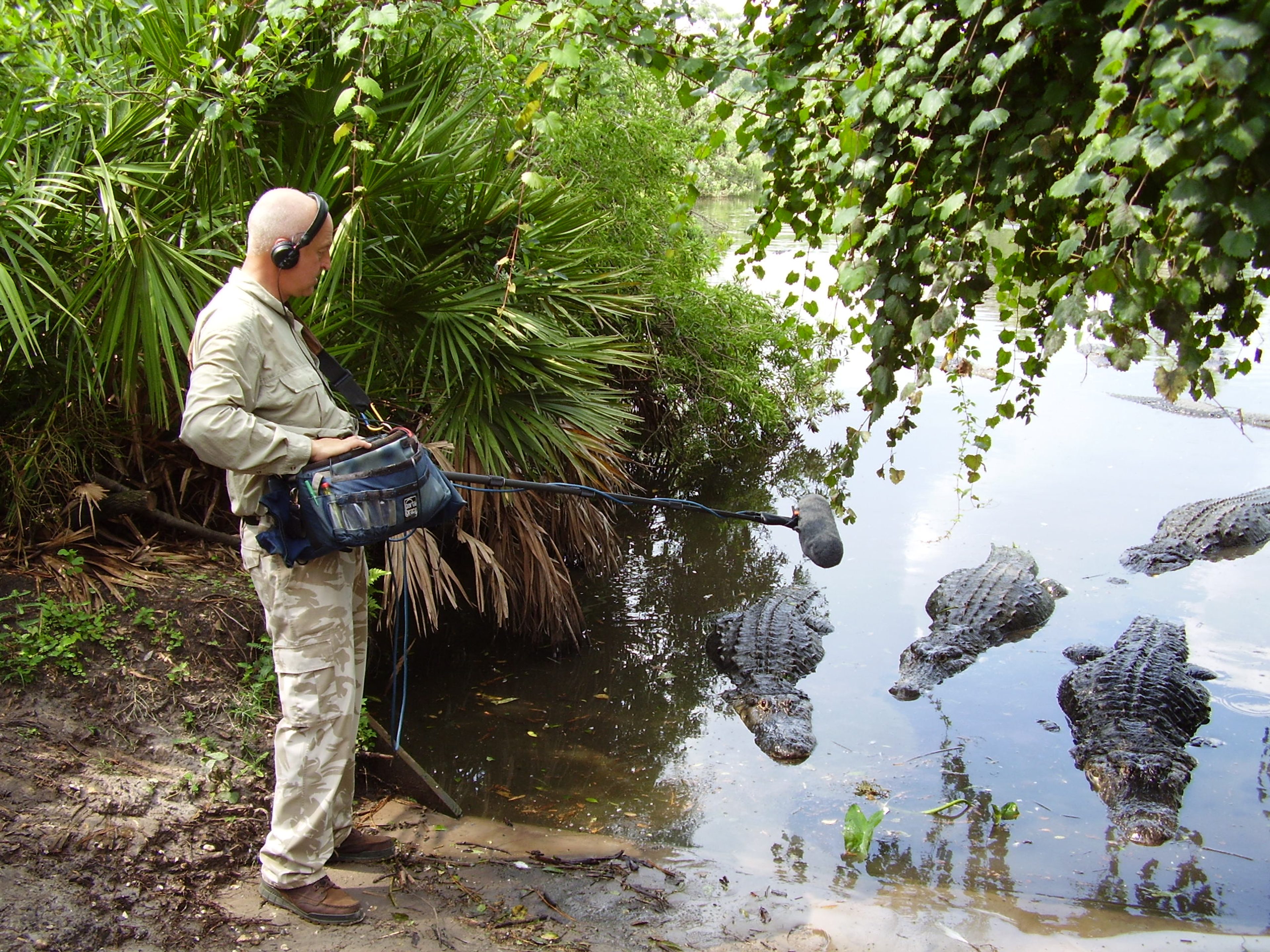 Chris Watson recording crocodiles
