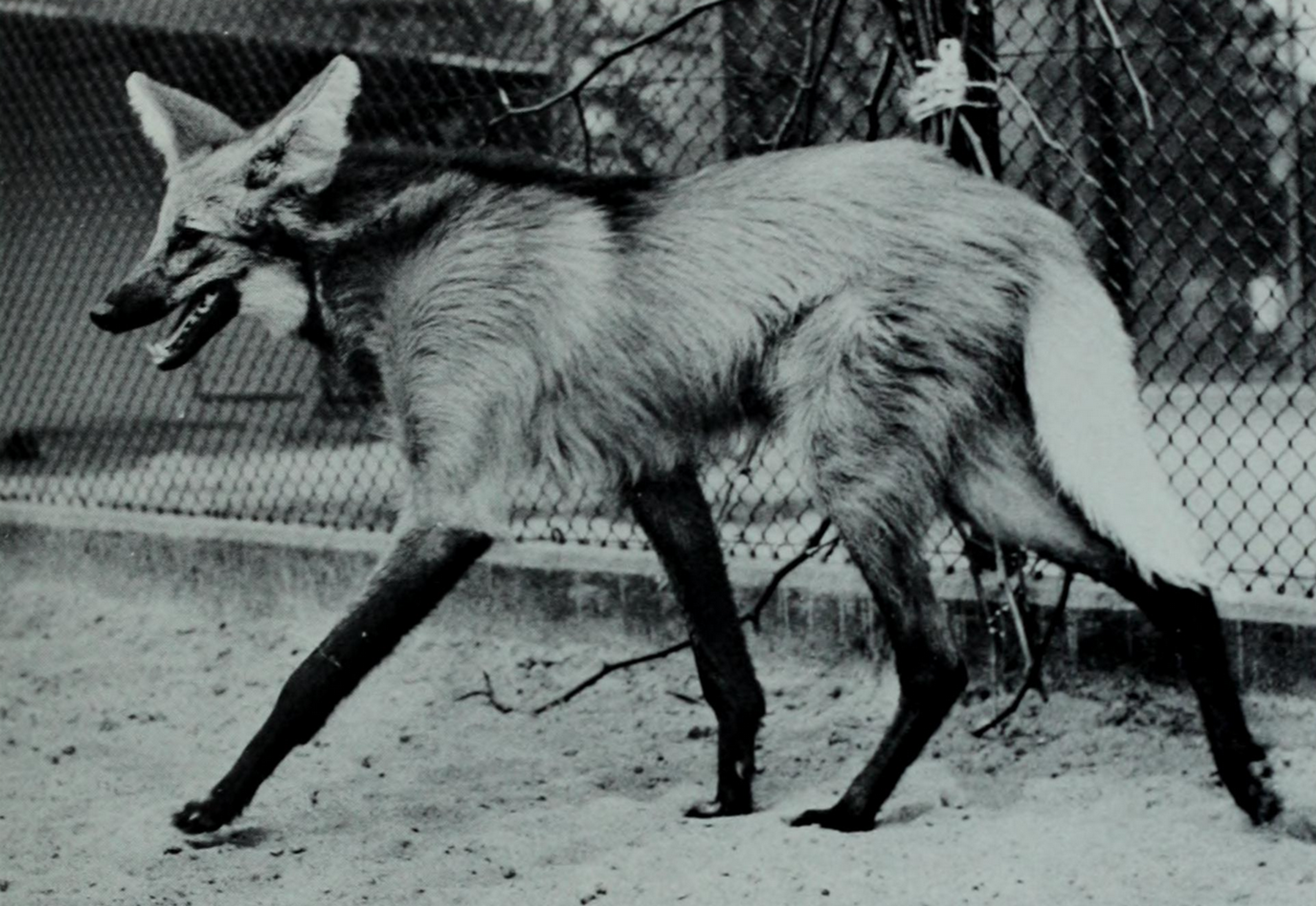 Maned wolf