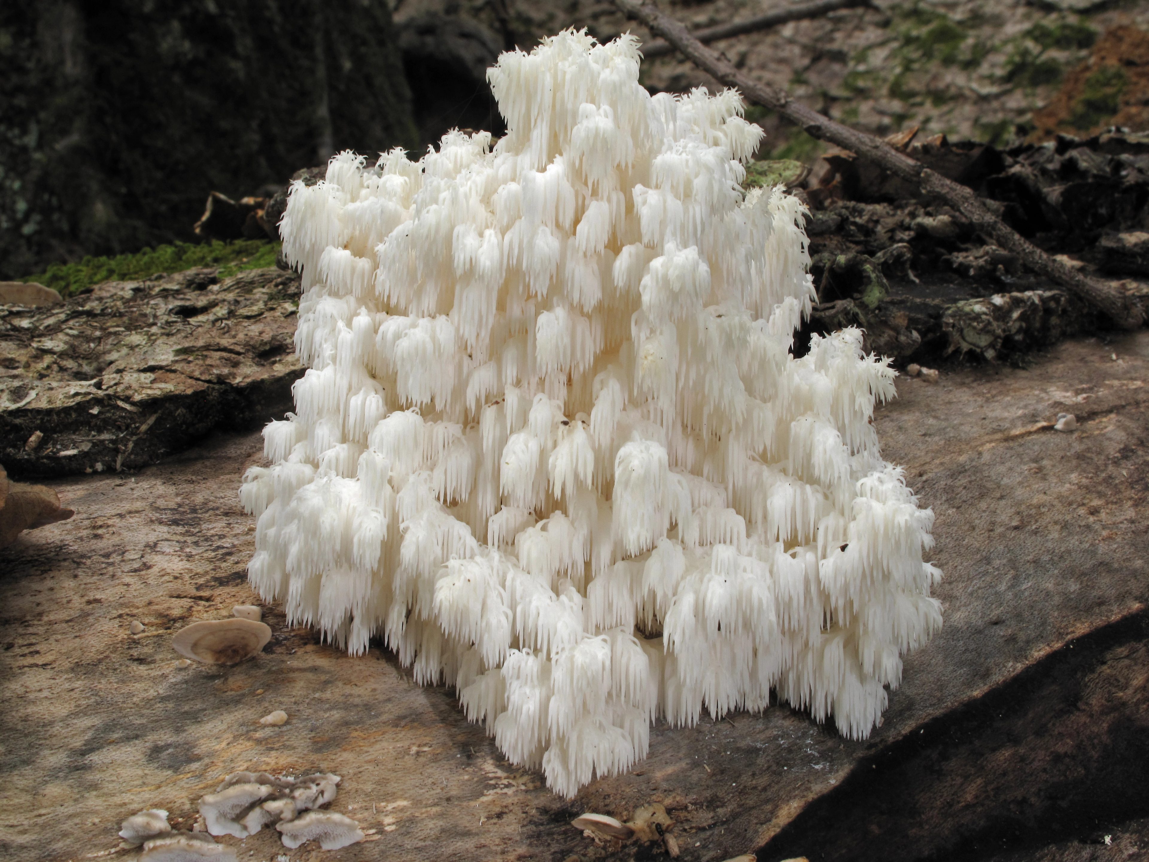 Hericium americanum, Tennessee River Gorge (Cash Canyon), Hamilton County, Tennessee 1