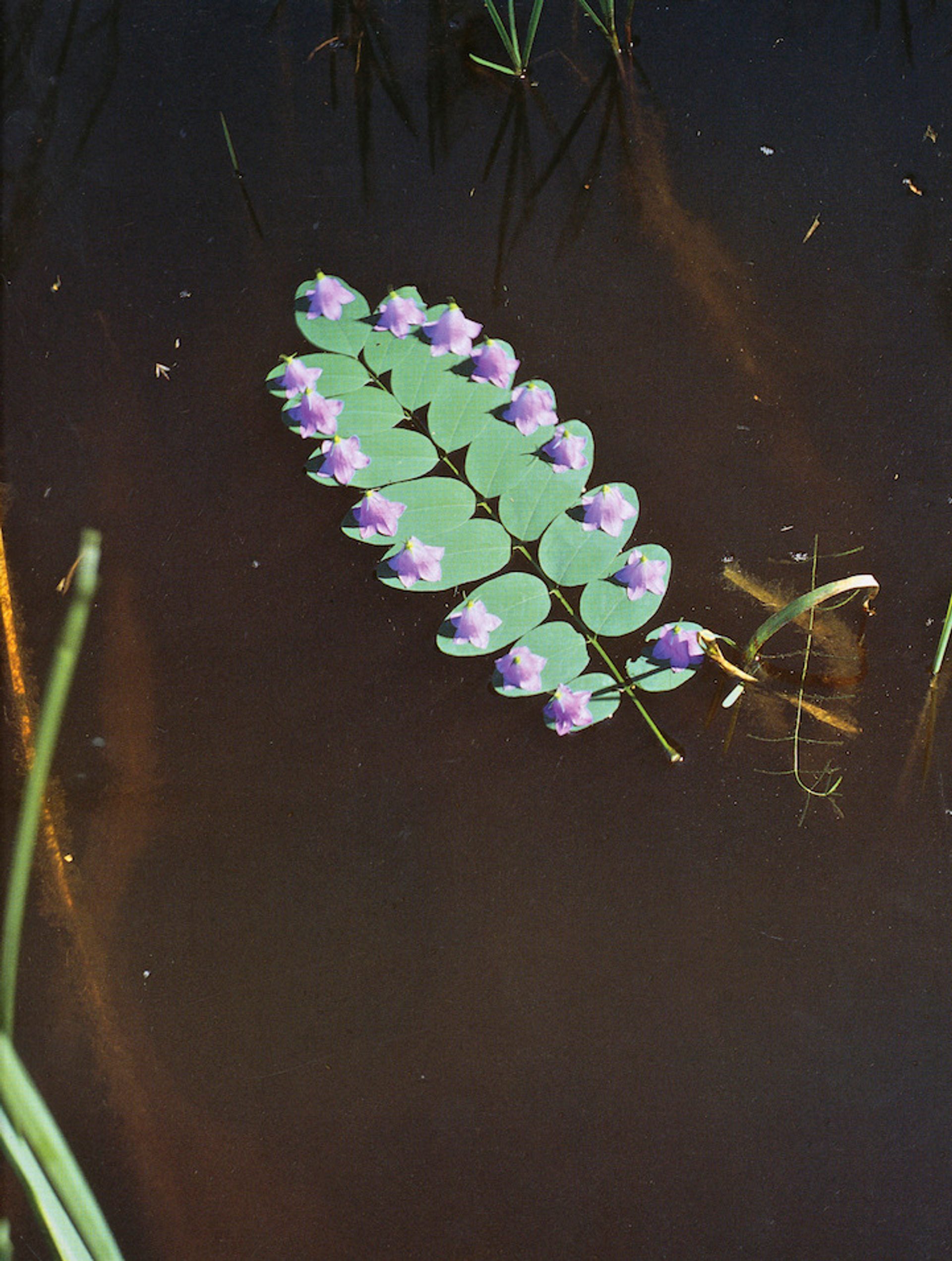Untitled (Robinal leaf)