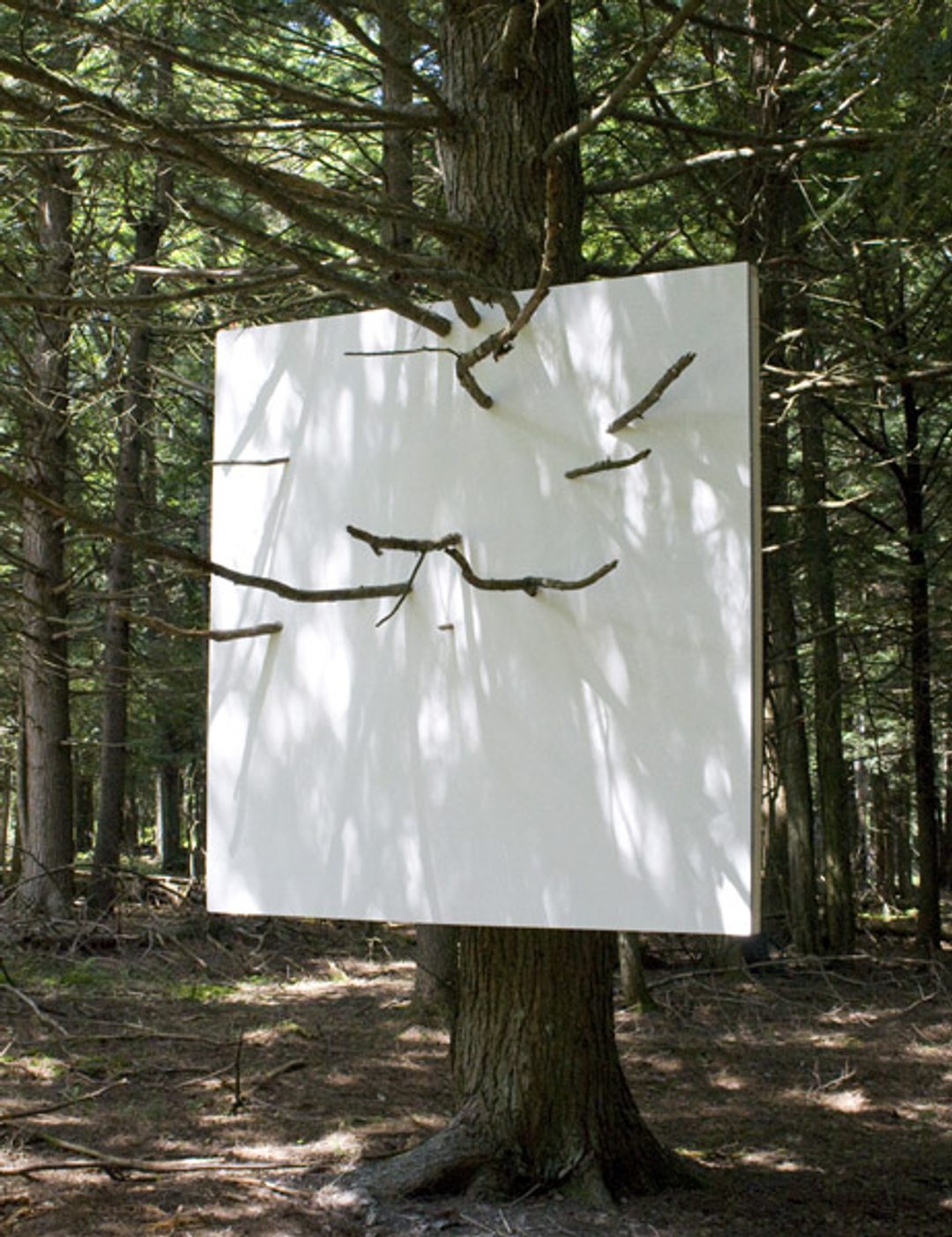 Hanging Wall in Hemlock Tree