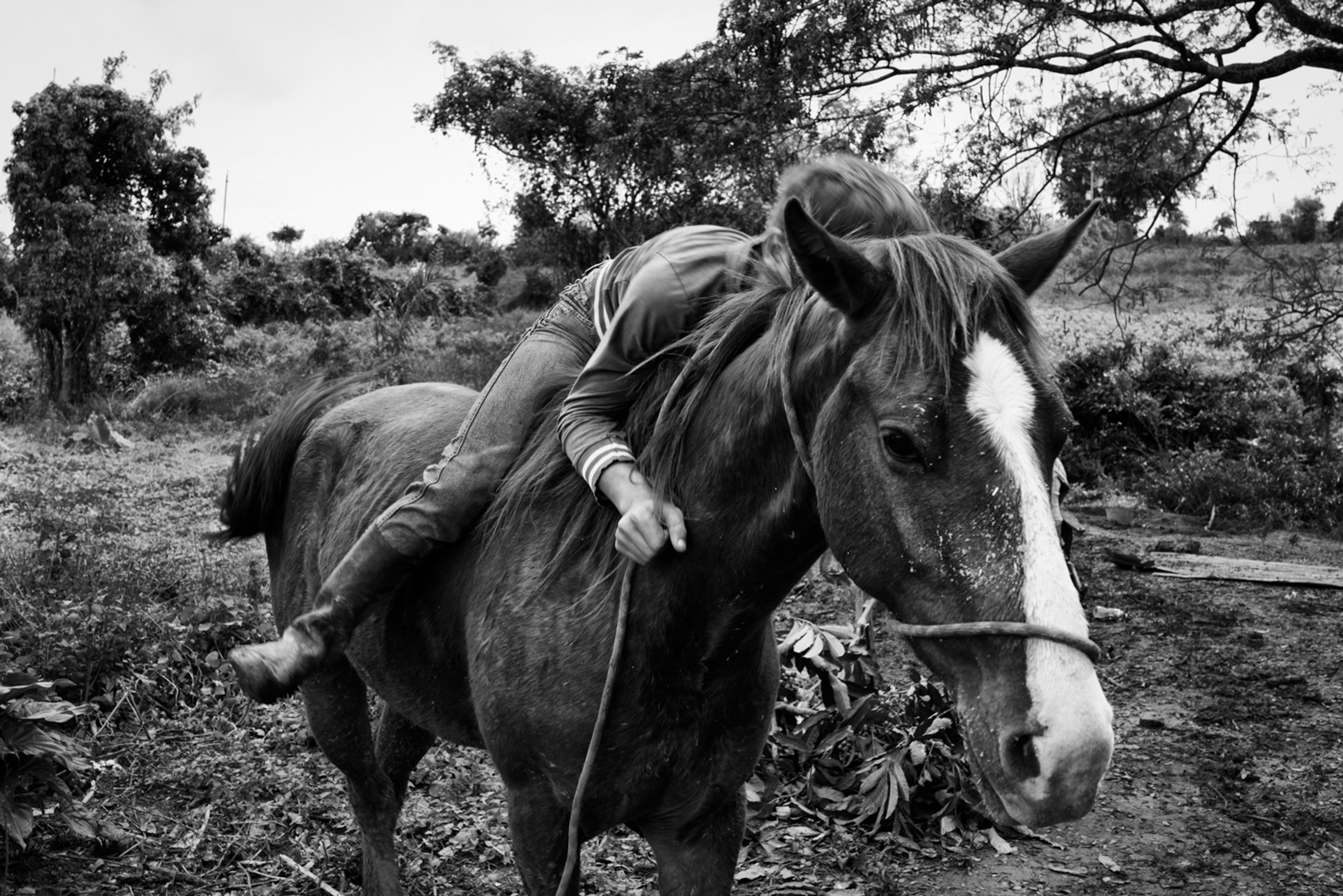 A boy mounts a horse. Valley of Silence, Cuba