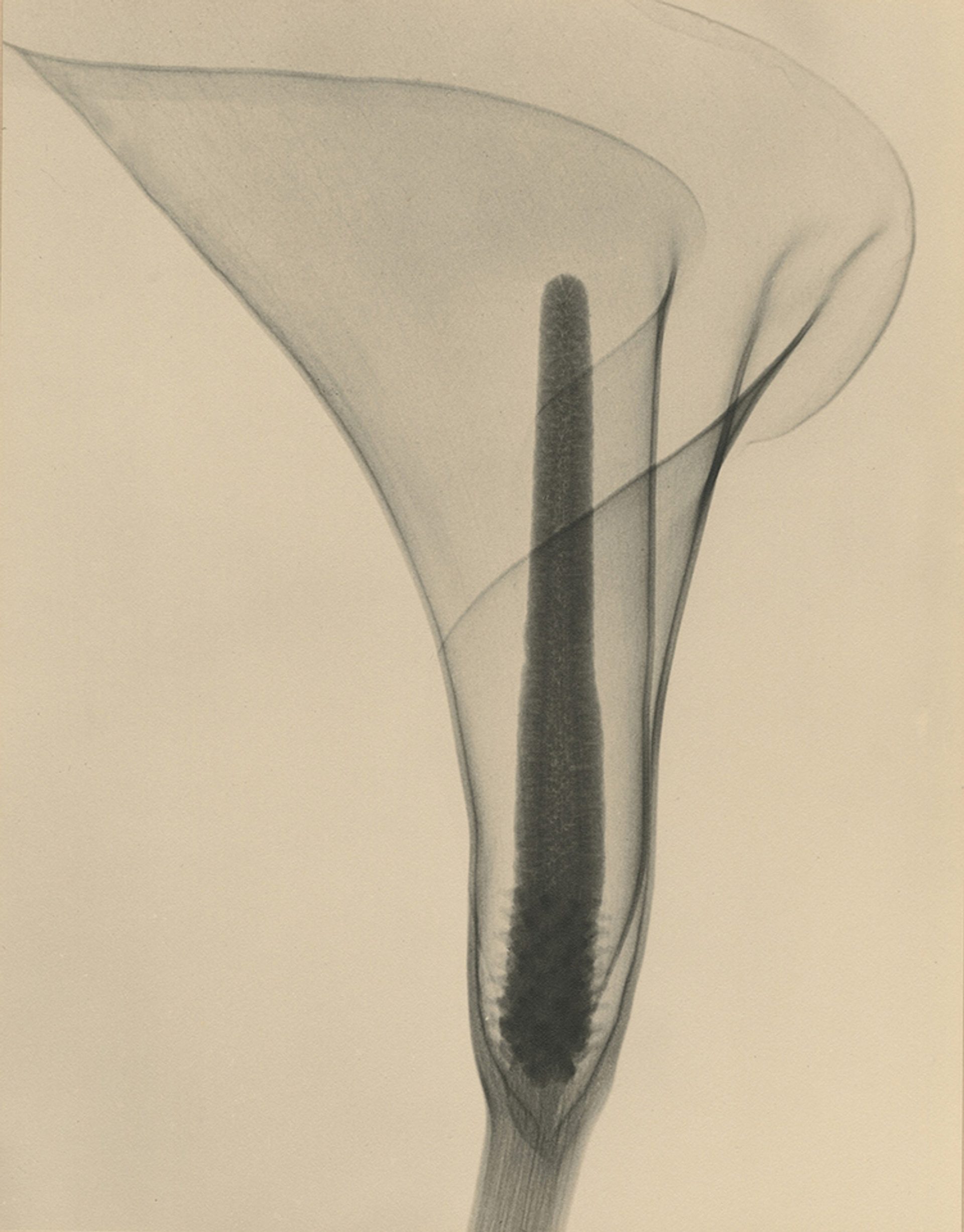 X-Ray Of A Lily