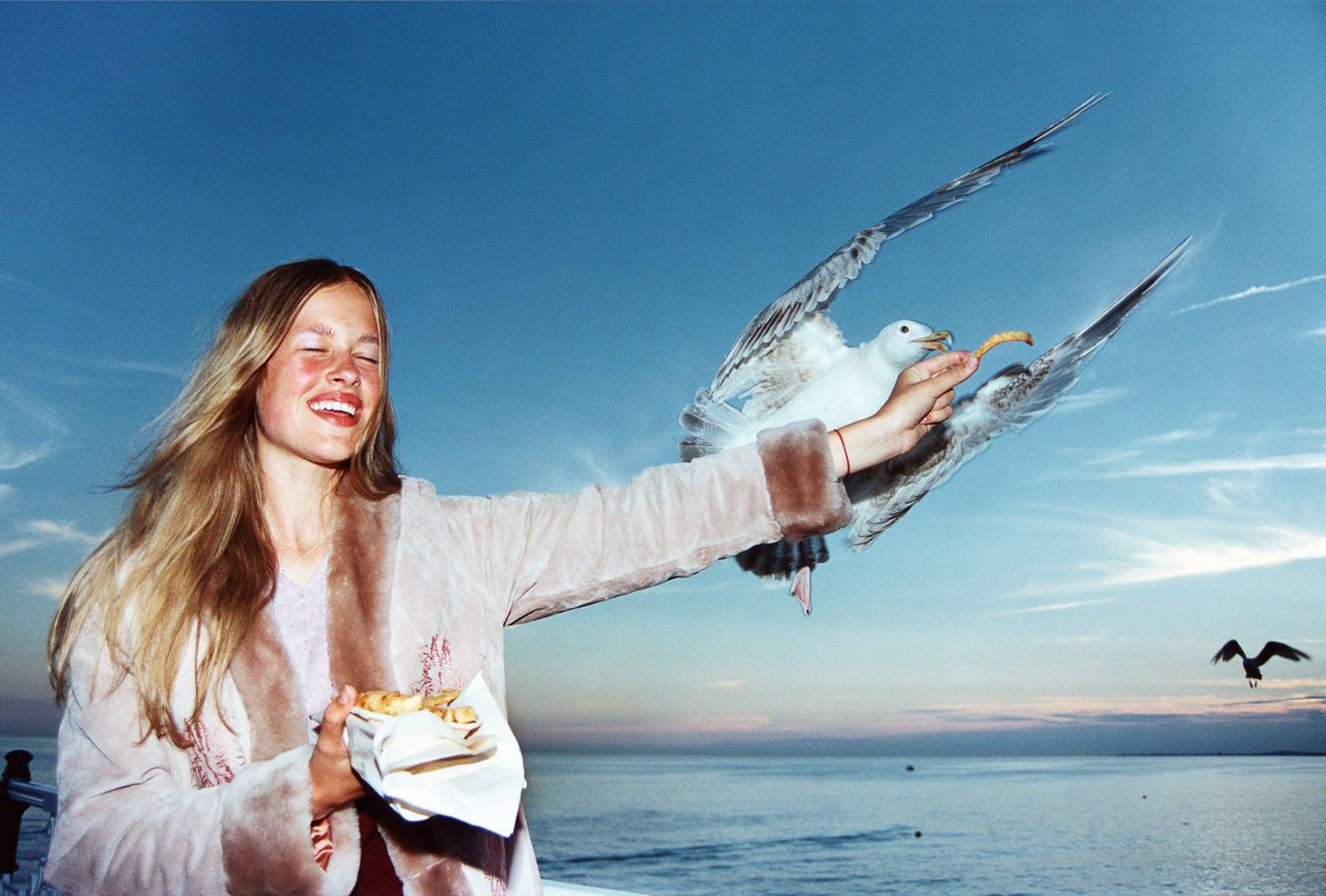 Seagull