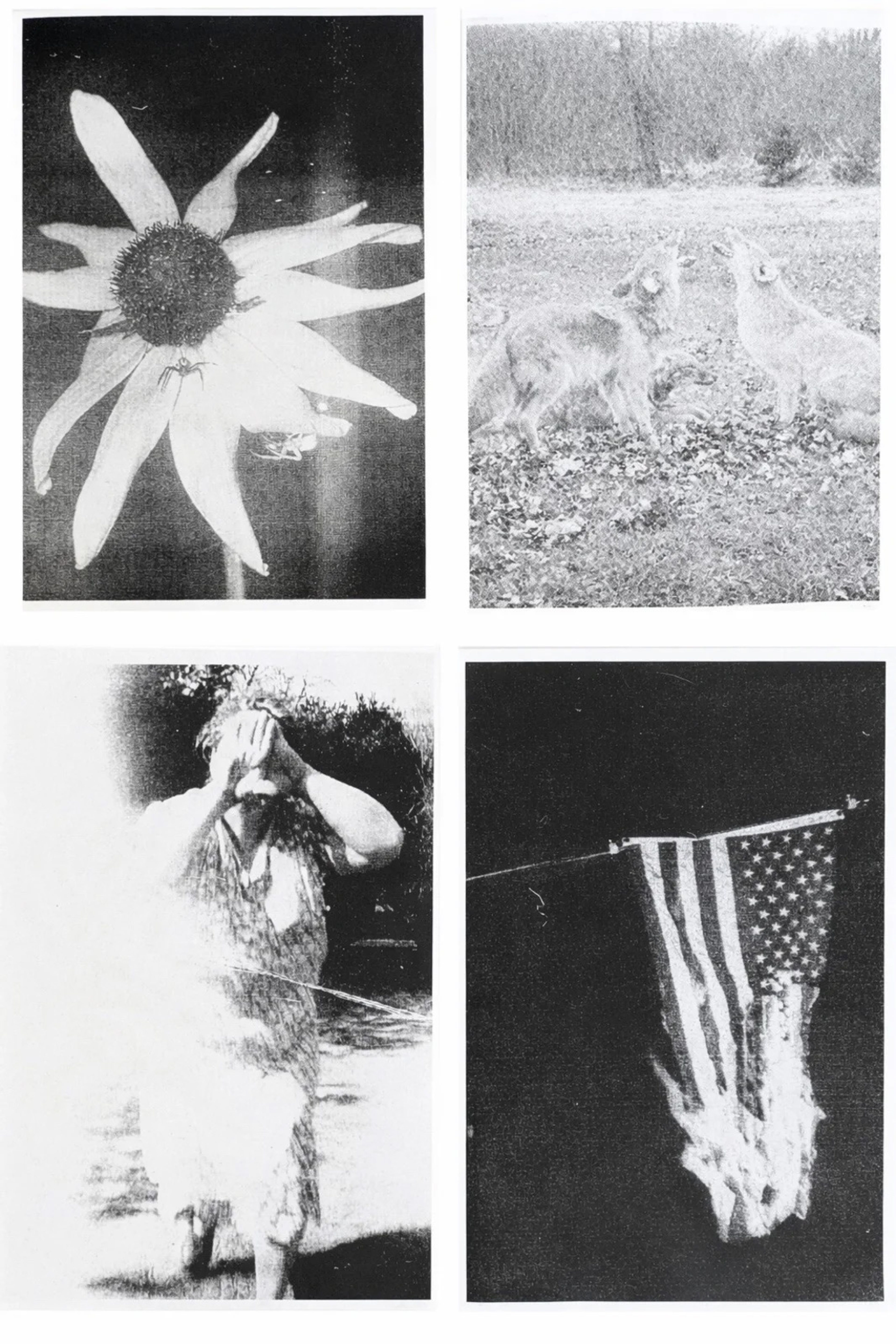Four Images from :Fishworm