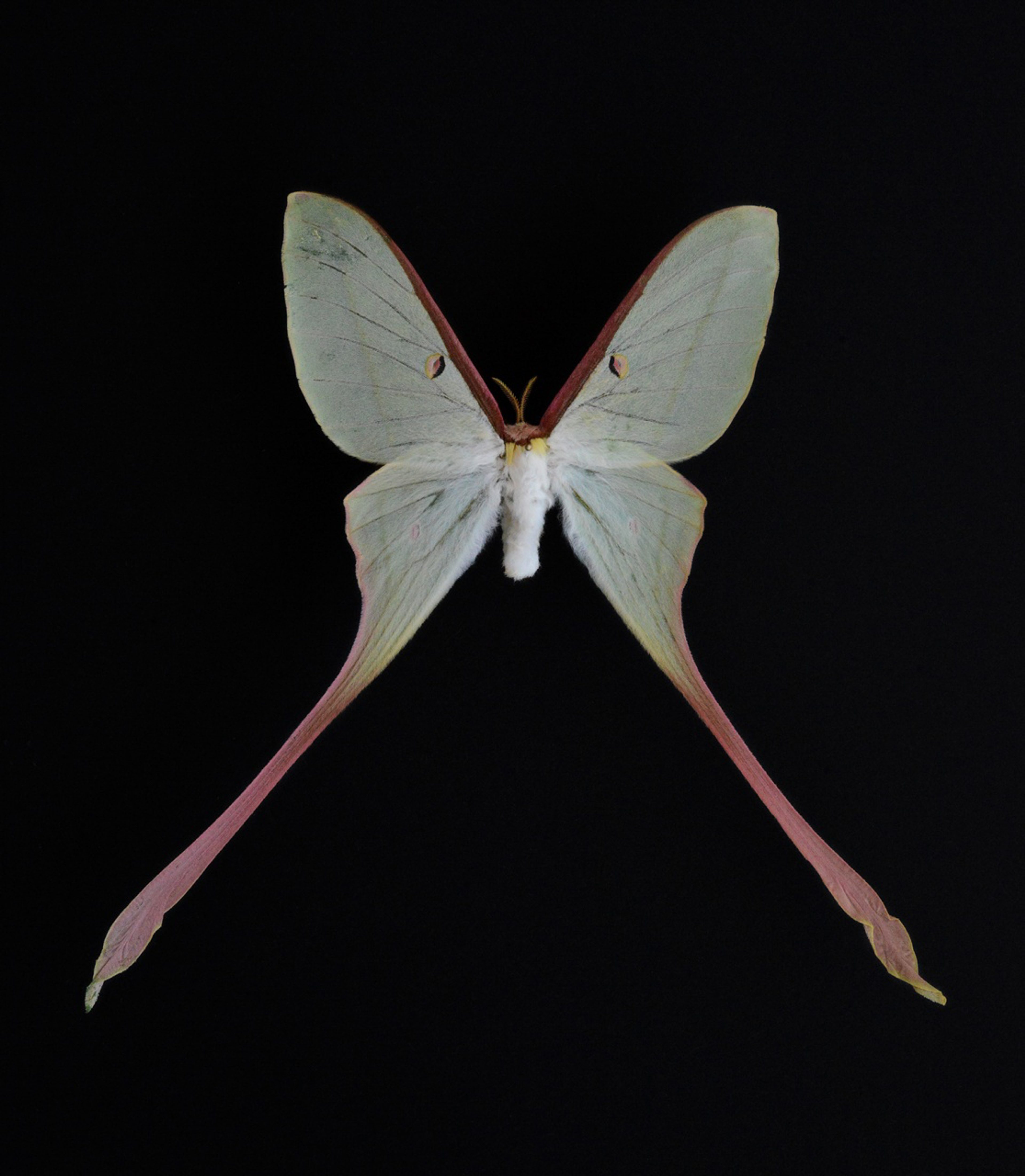 Actias Saturniidae
