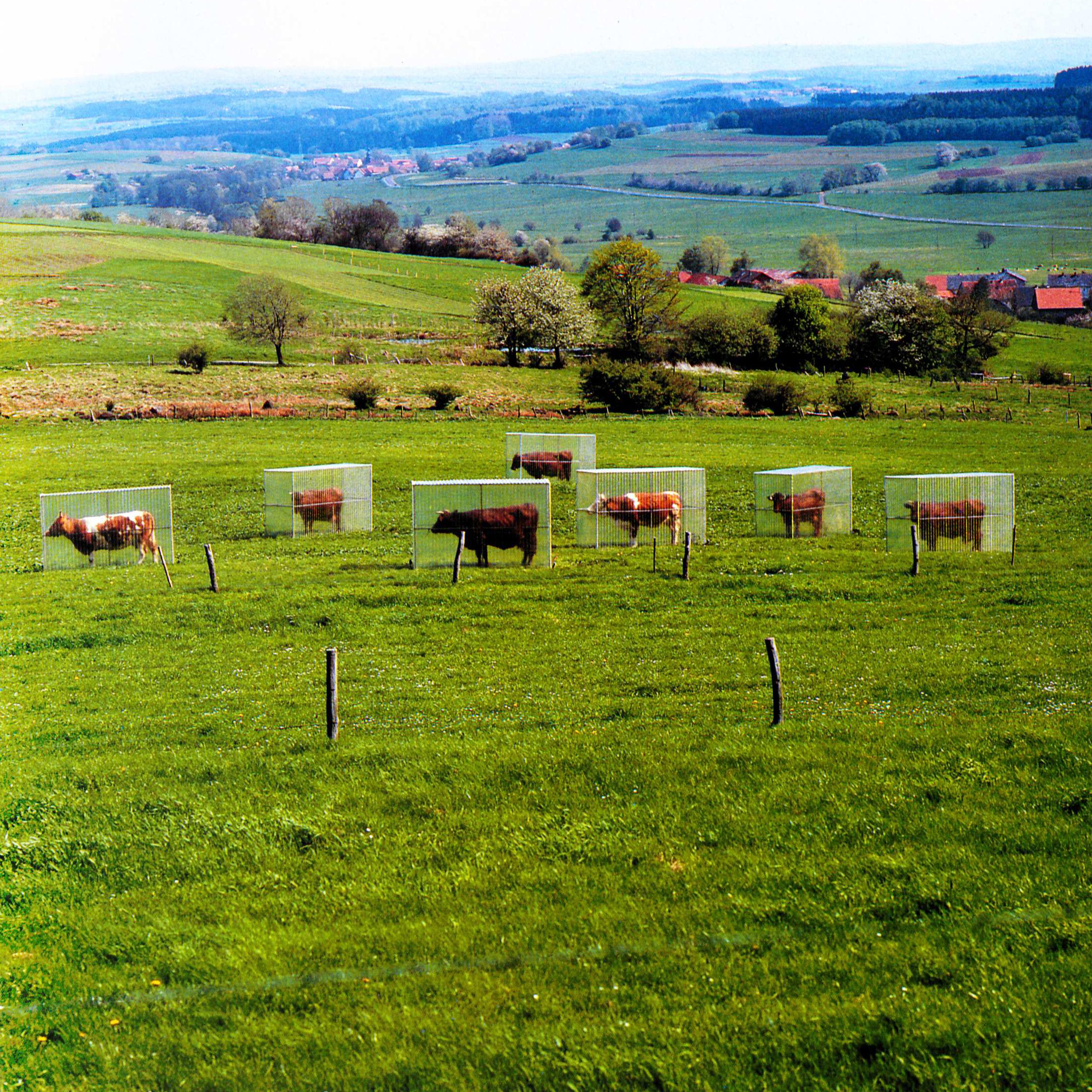 Cow Project