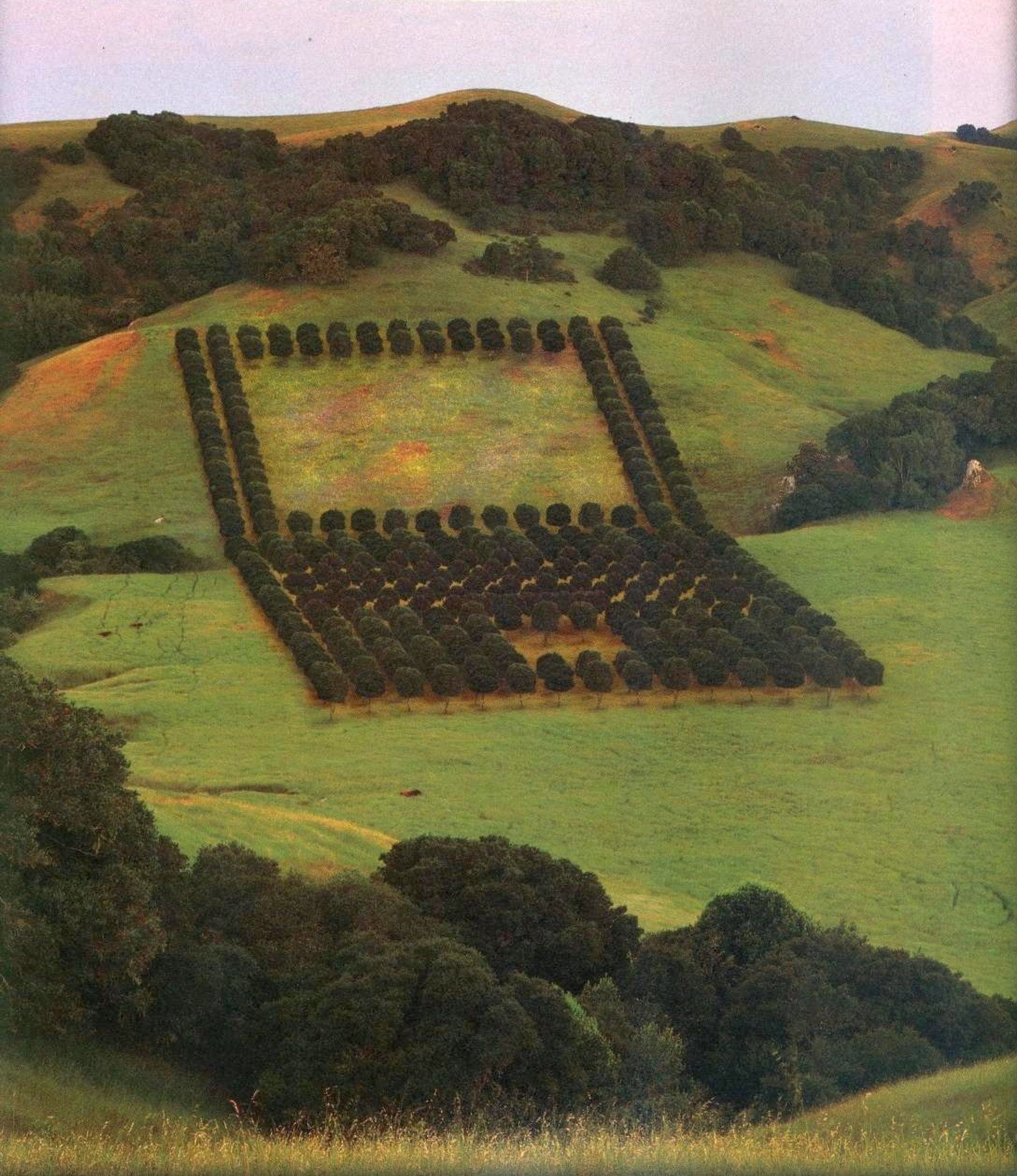 Laptop Orchard