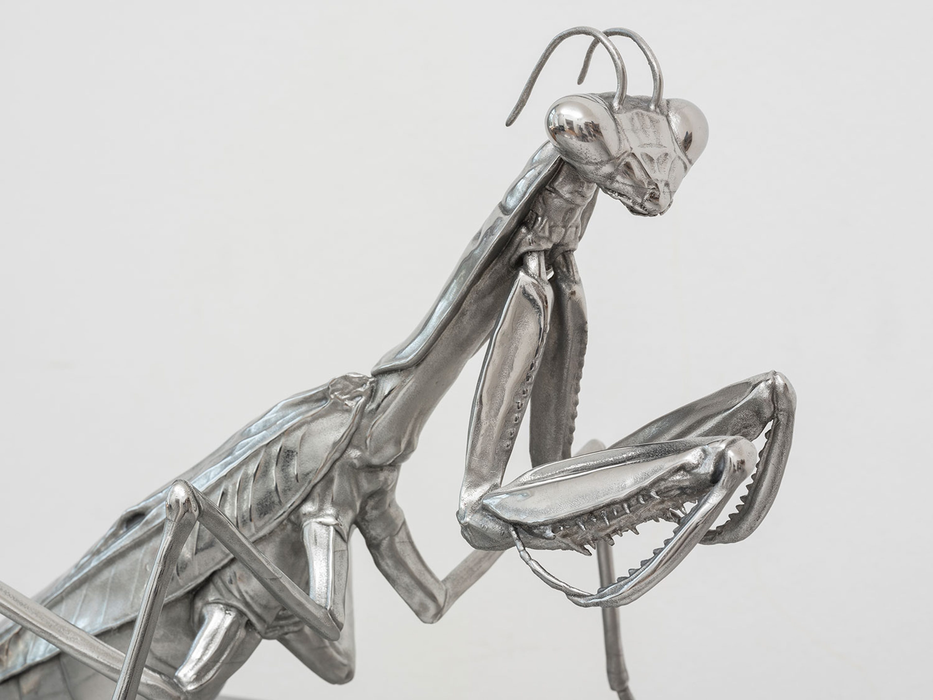 Scales of Anthropomorphism (Praying Mantis)