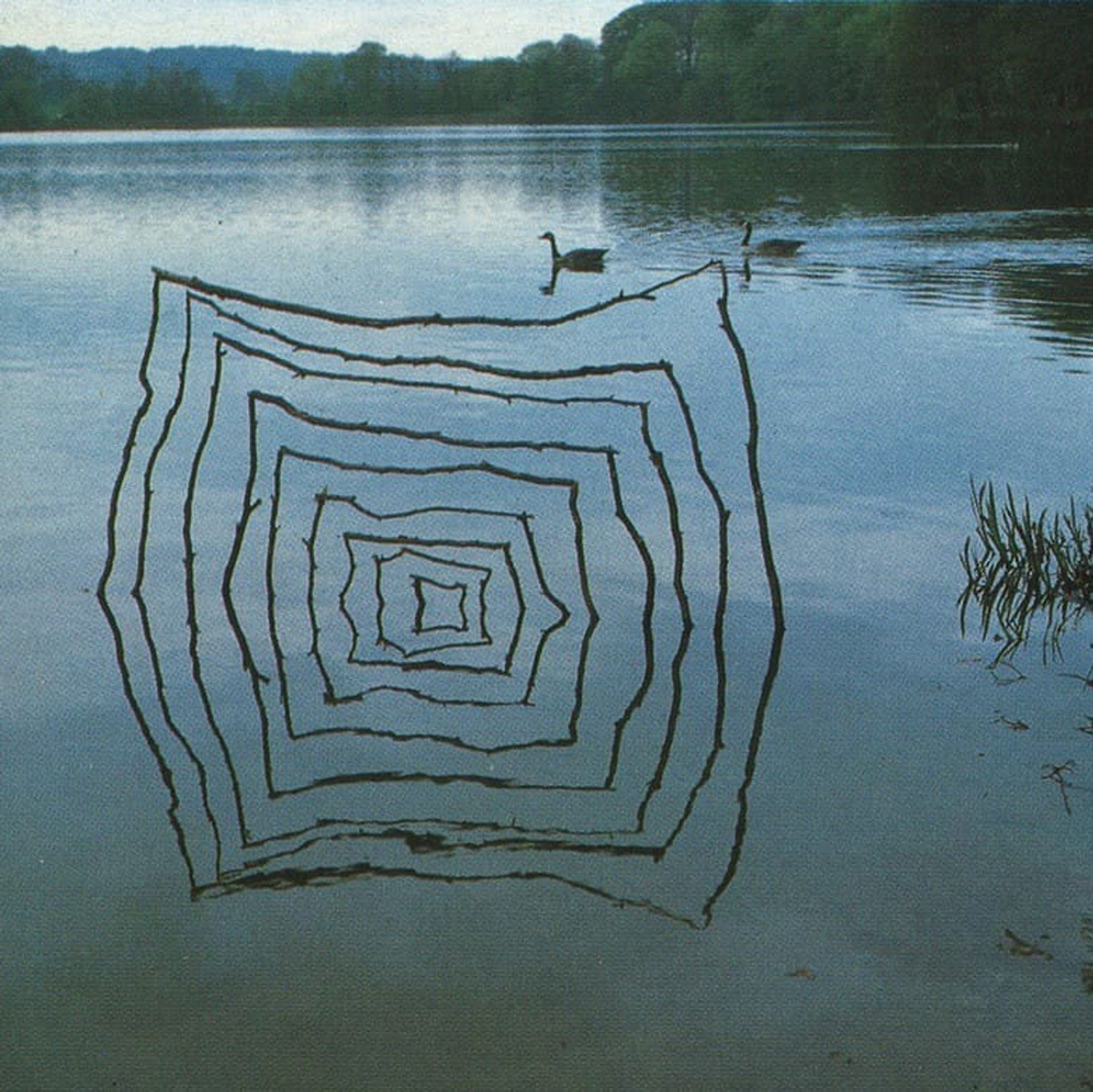Sticks and stalks, Muddy Lake