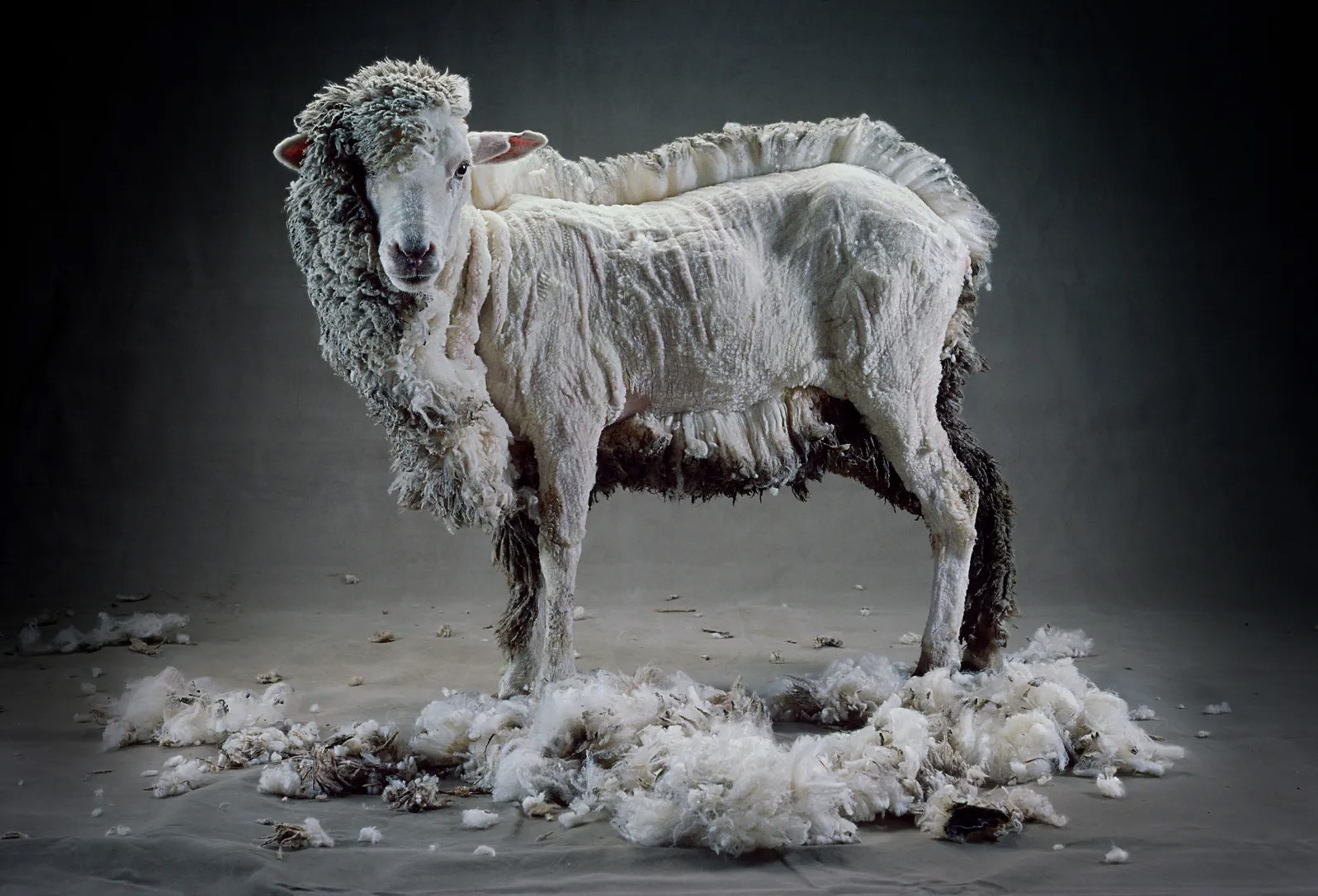Half Shorn Sheep