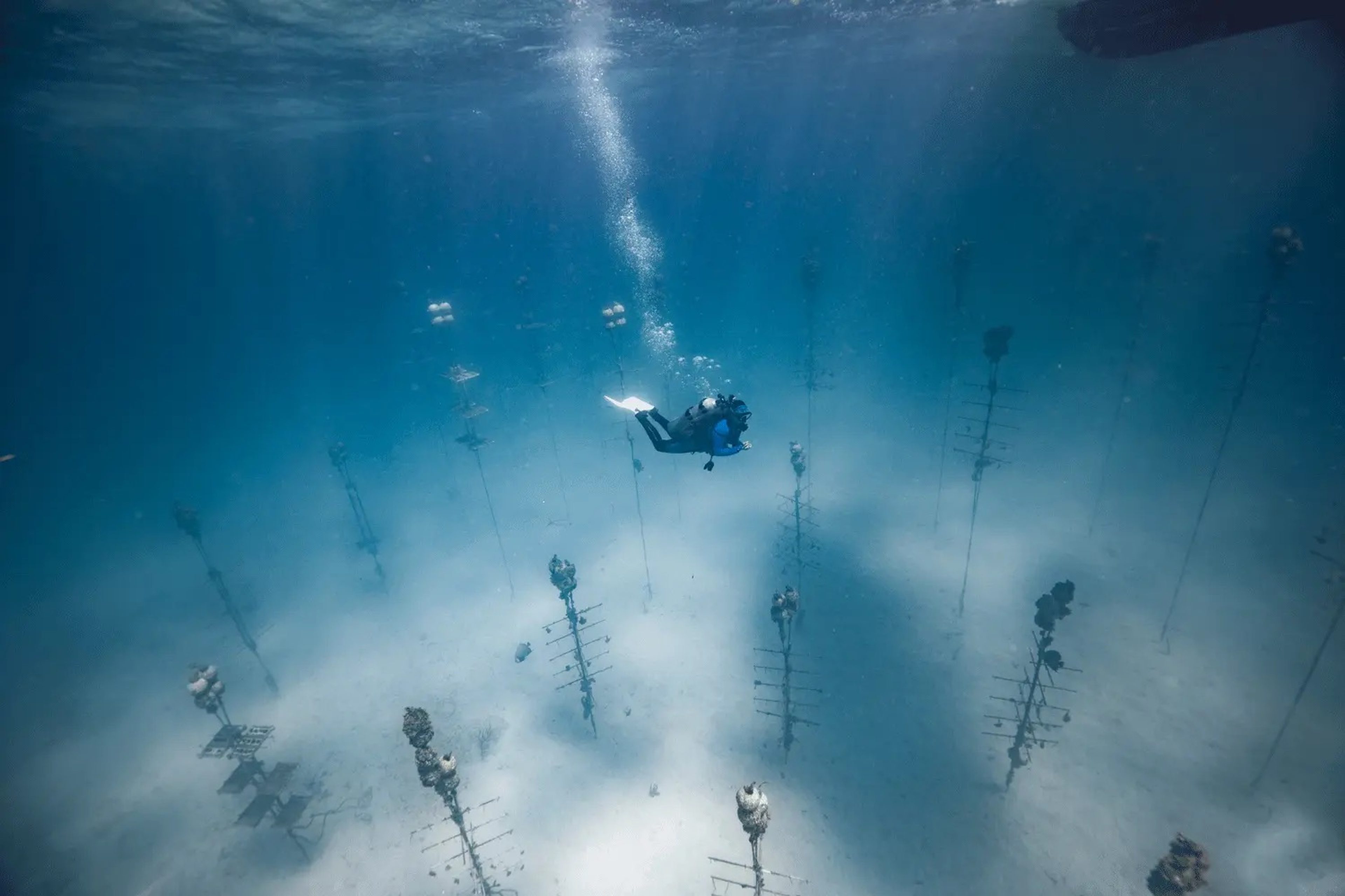 The Tavernier Coral Tree Nursery