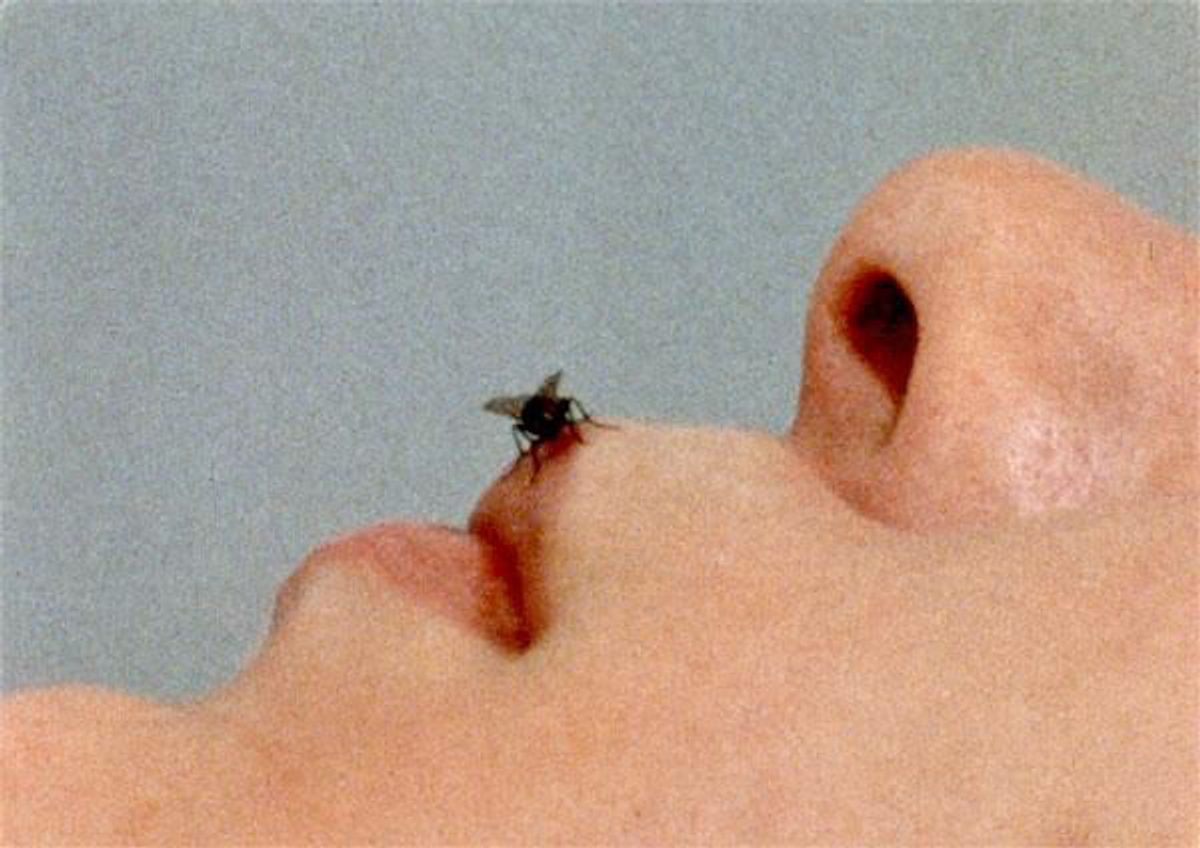 Fly (Still)