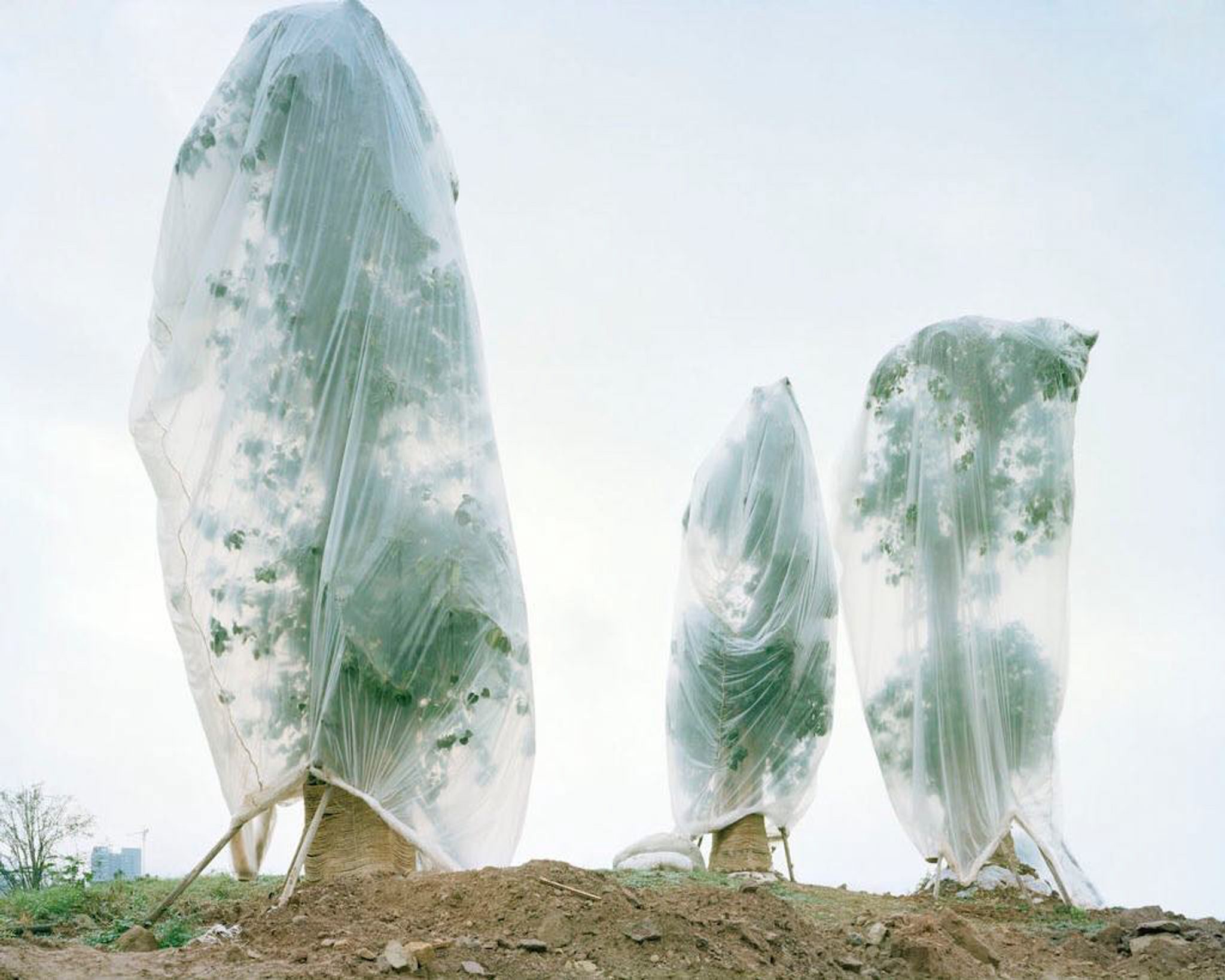 Forest (Central Park, University City, Chongqing, China)