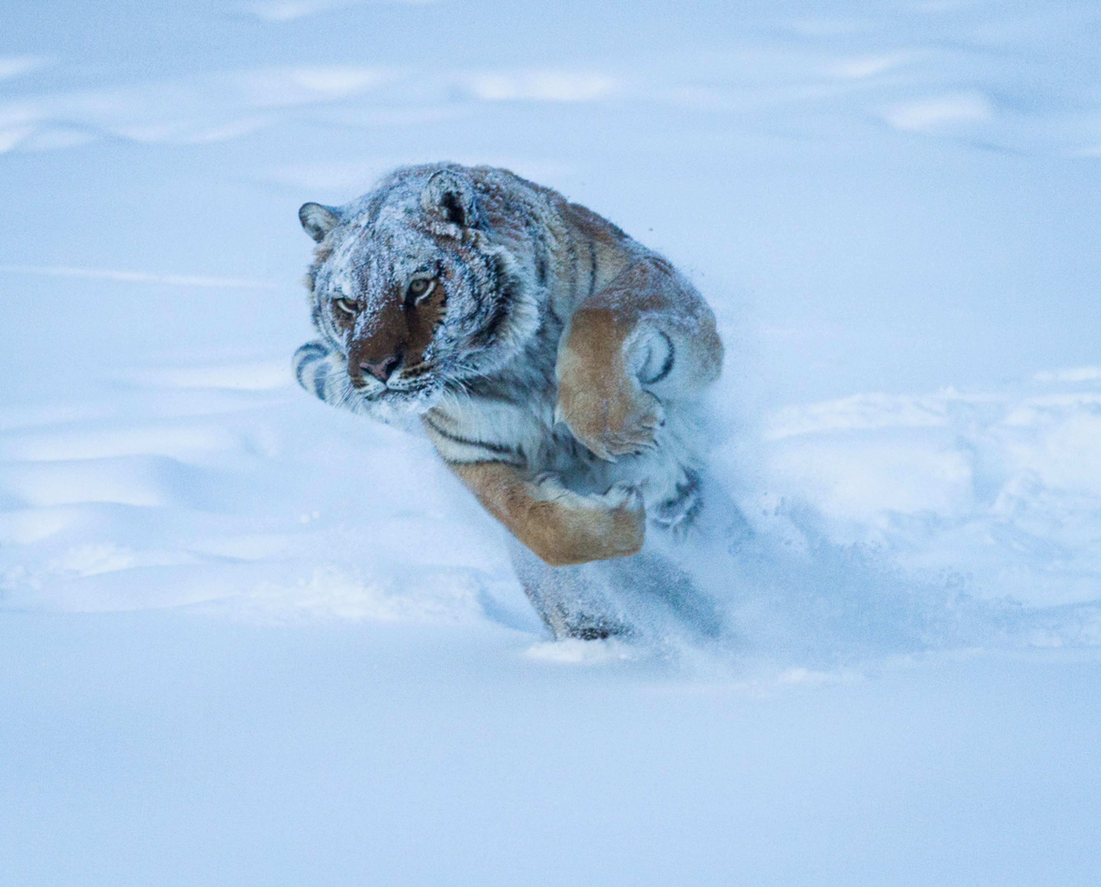 Tiger - running in snow