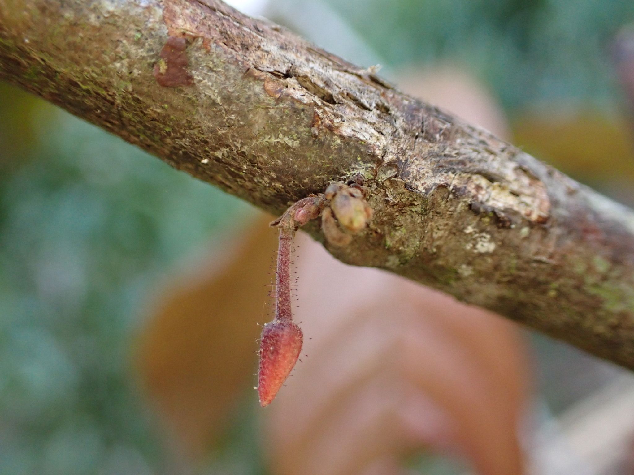 Photo éditoriale cacao/café — Wikimedia Commons
