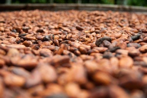 Illustration marché cacao — source businessincameroon.com