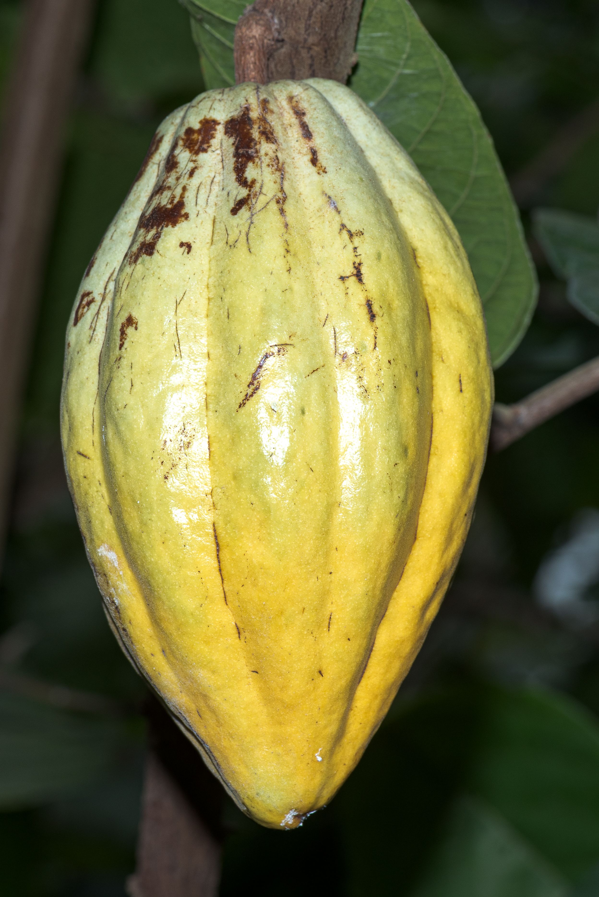 Editorial cocoa/coffee photo — Wikimedia Commons