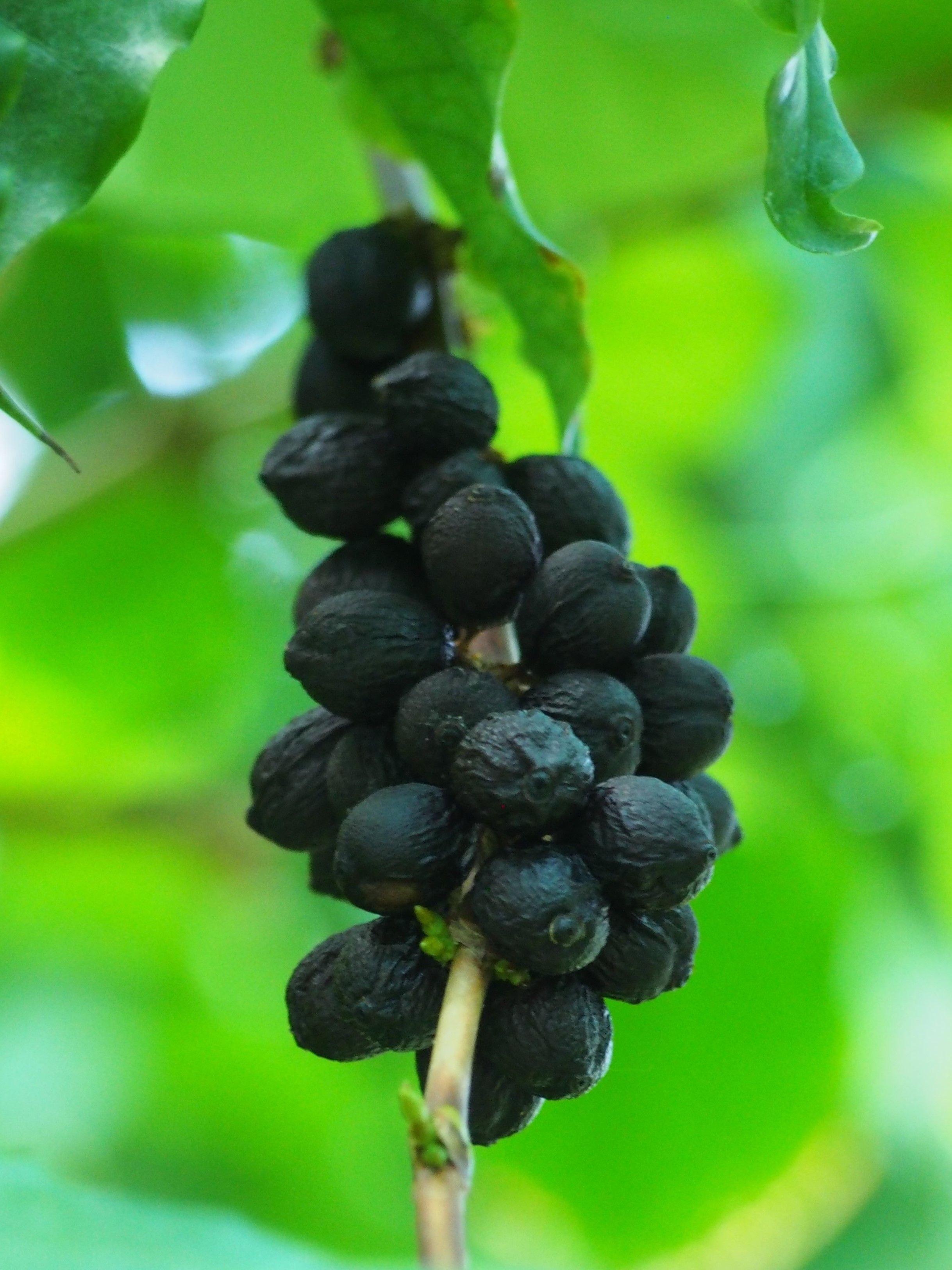 Photo éditoriale cacao/café — Wikimedia Commons