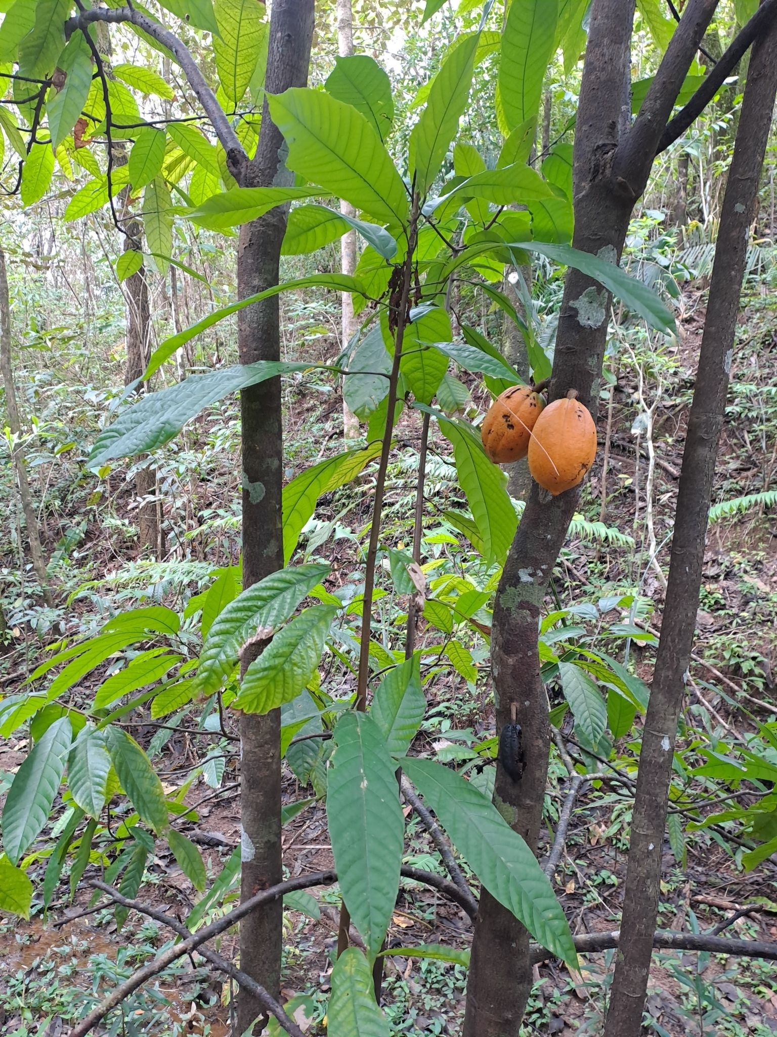 Photo éditoriale cacao/café — Wikimedia Commons