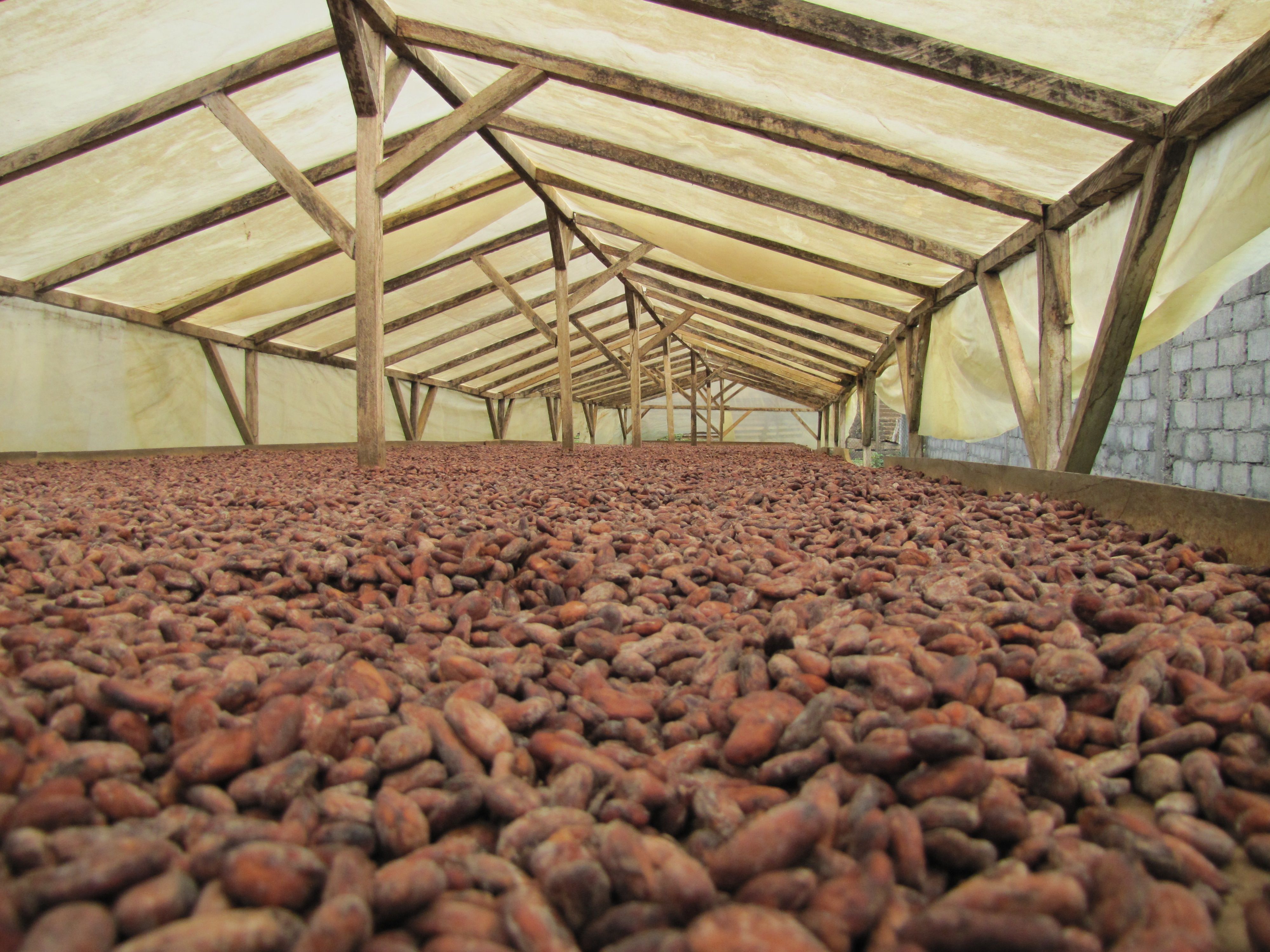 Editorial cocoa/coffee photo — Wikimedia Commons