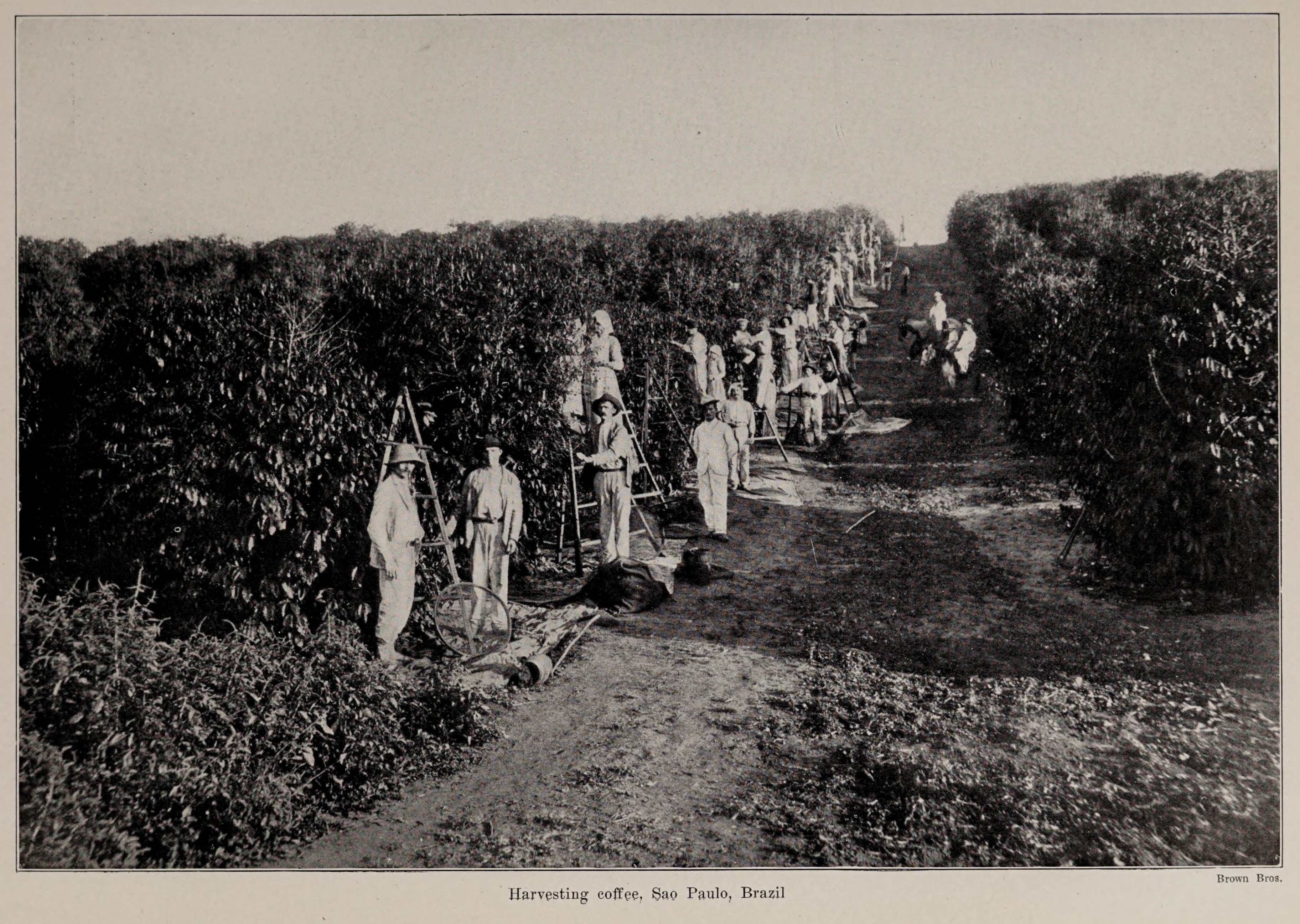 Photo éditoriale cacao/café — Wikimedia Commons