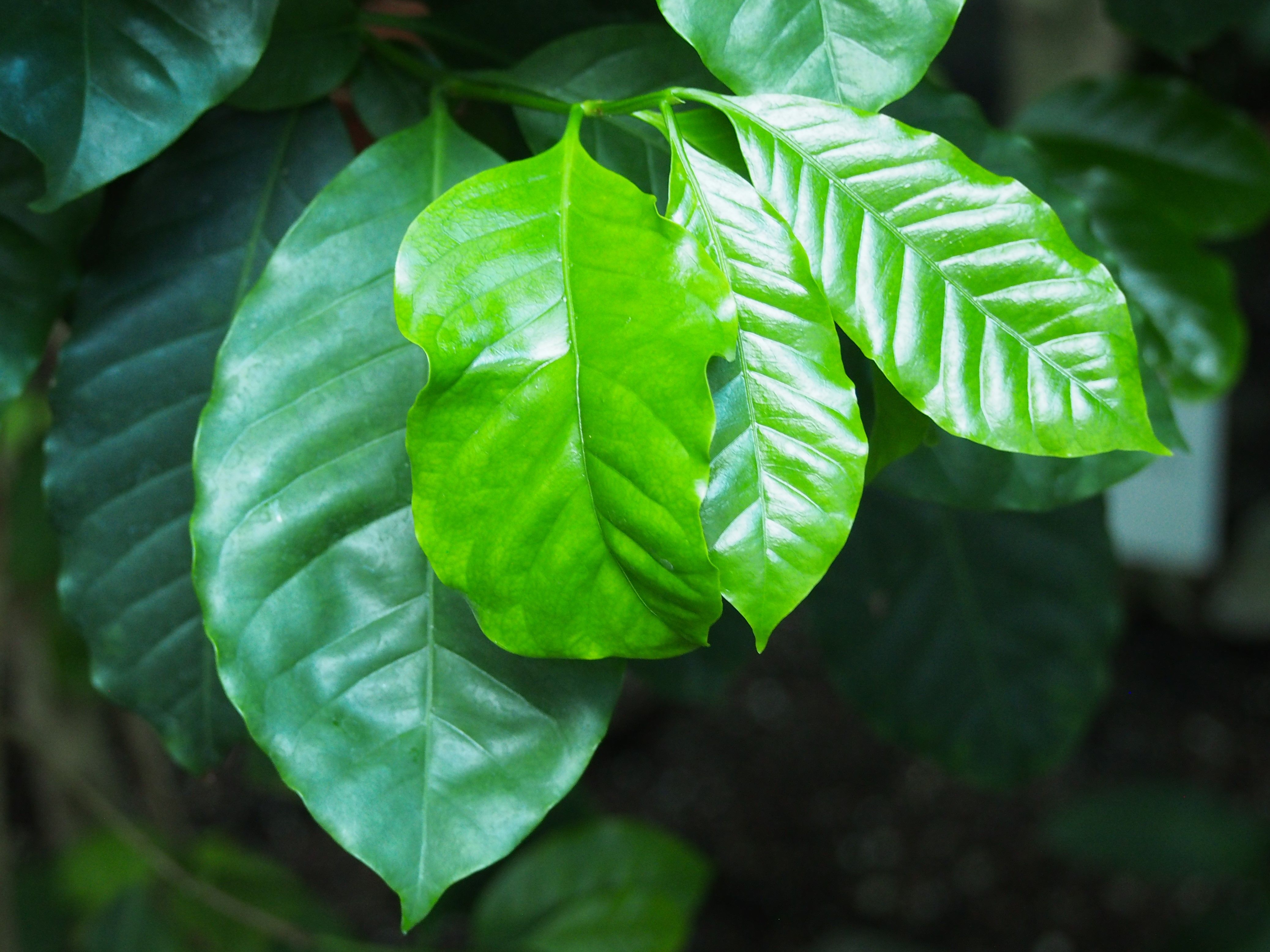 Editorial cocoa/coffee photo — Wikimedia Commons