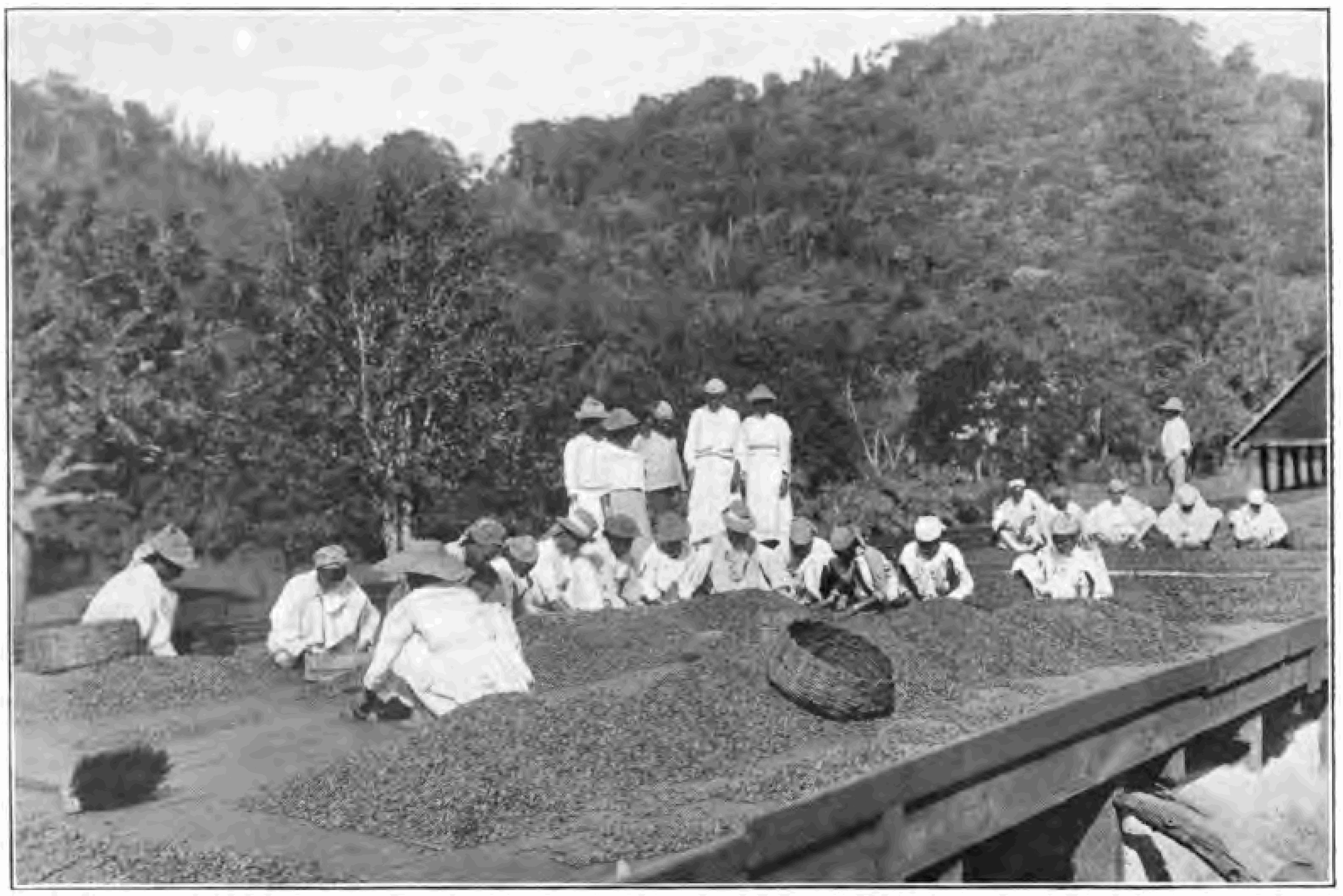Editorial cocoa/coffee photo — Wikimedia Commons