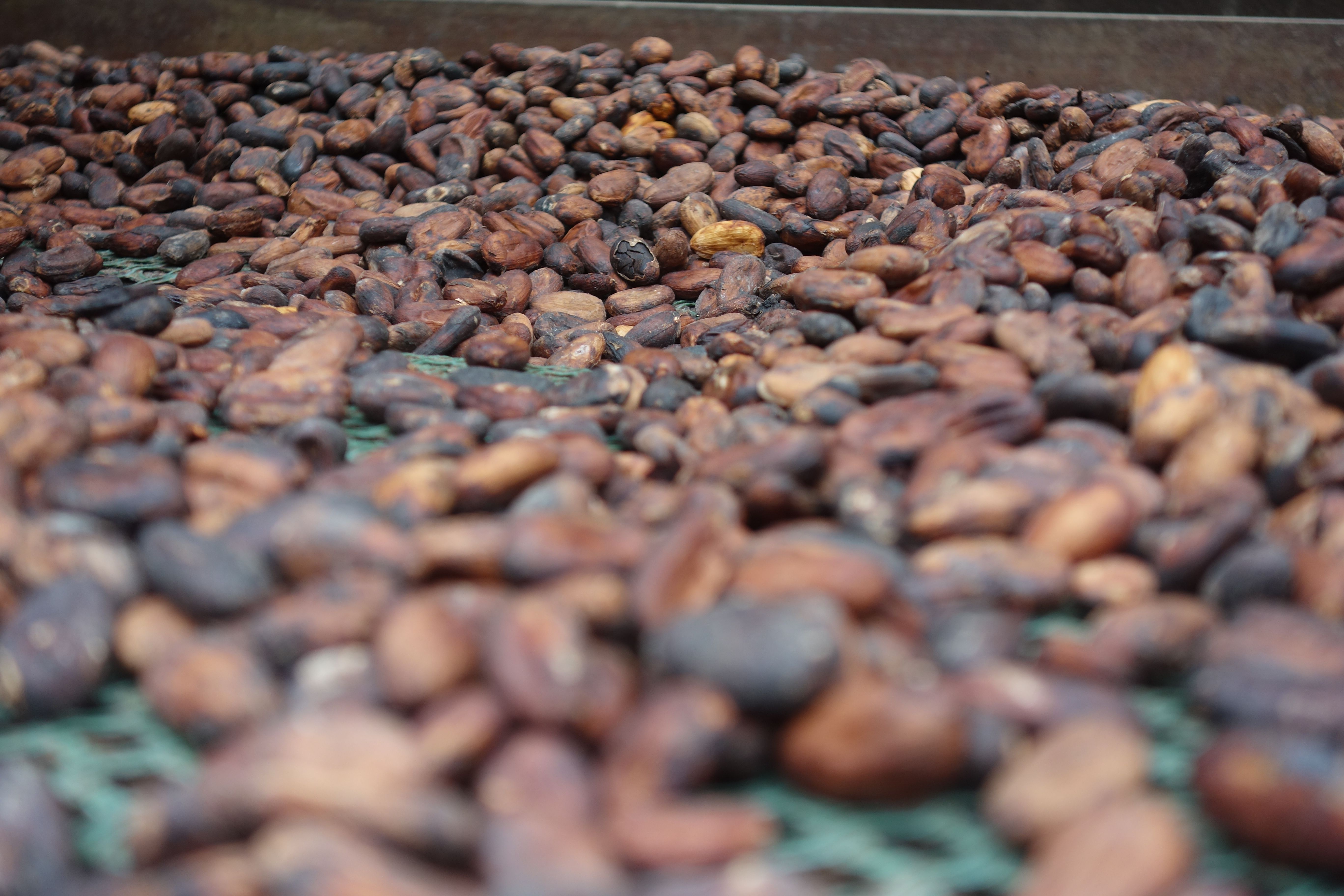 Photo éditoriale cacao/café — Wikimedia Commons