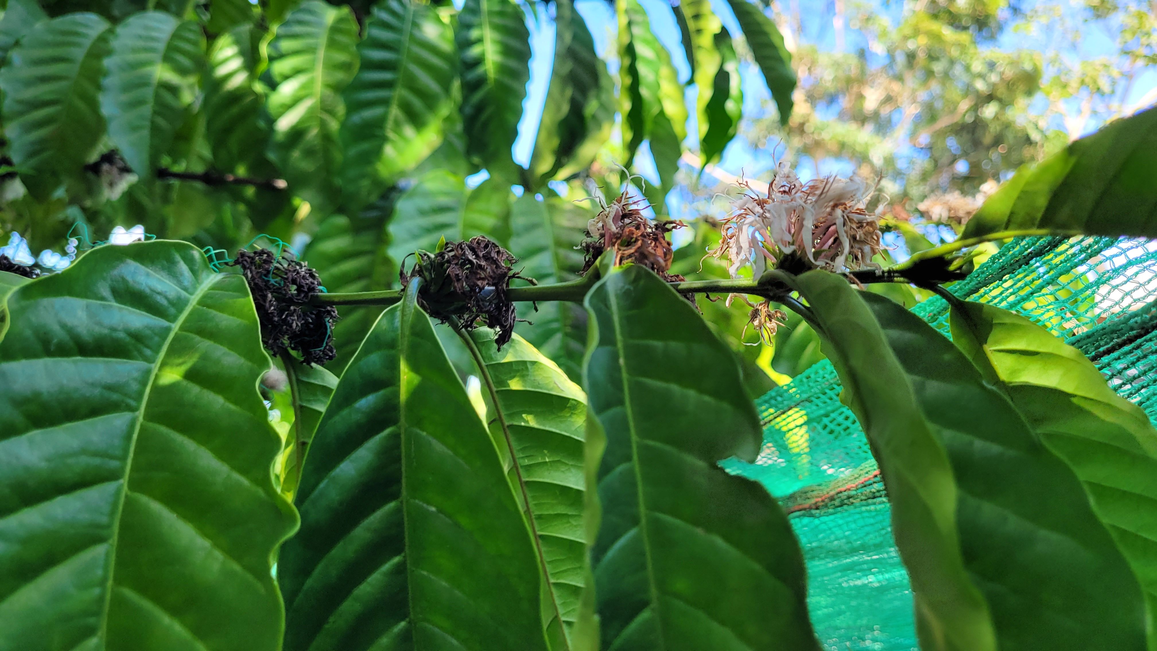 Photo éditoriale cacao/café — Wikimedia Commons