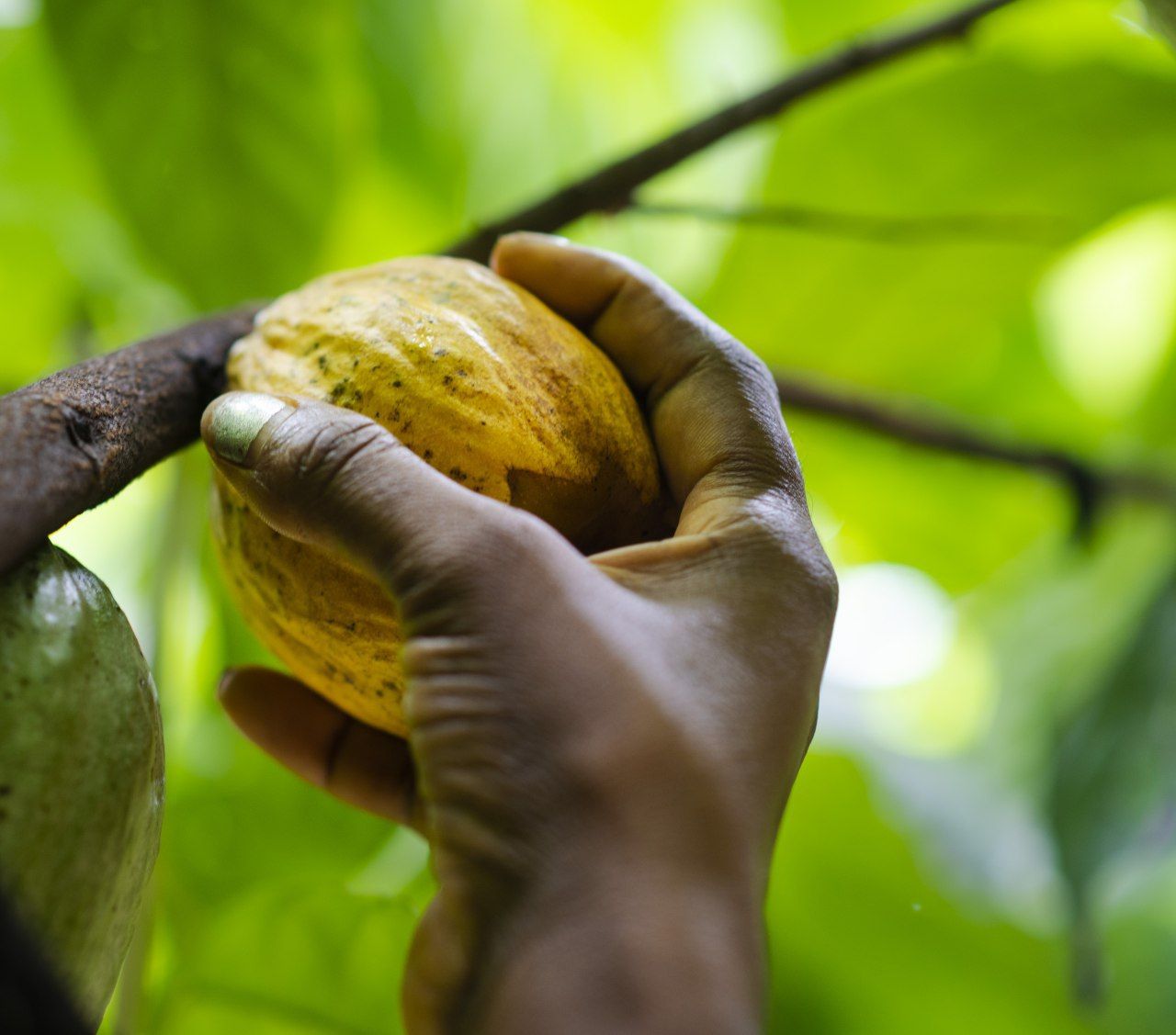 Illustration veille cacao SAMEN INDUSTRY