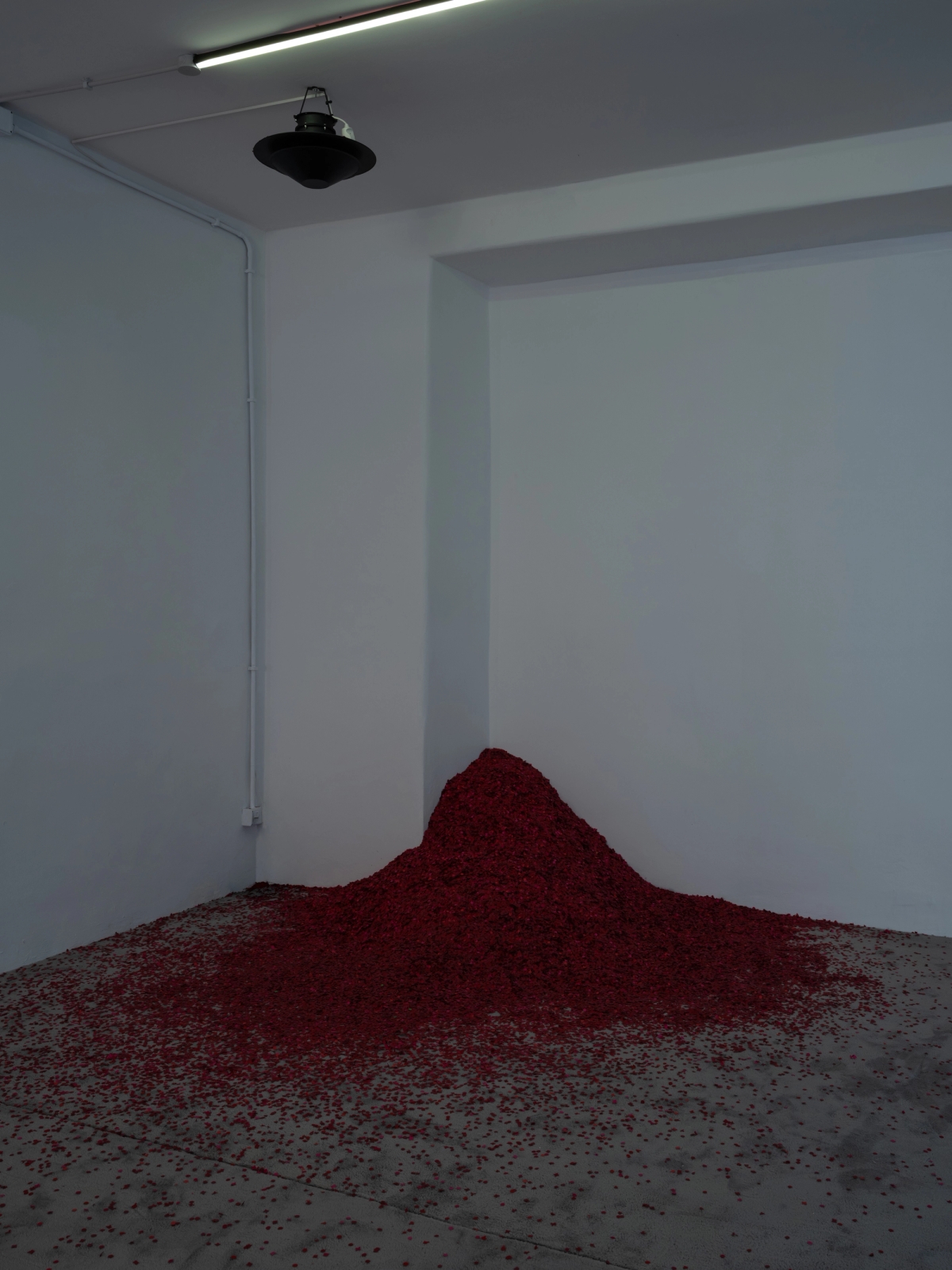 SPIT AND IMAGE, solo exhibition