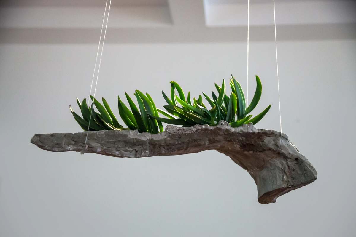 DOROTA GAWĘDA, Turritopsis dohrnii, 2015