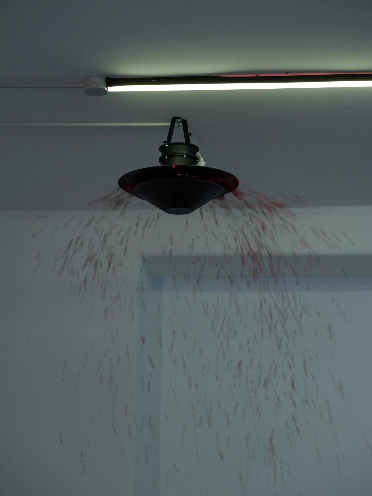 SPIT AND IMAGE, solo exhibition