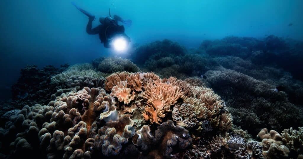 Great Barrier Reef coral ecosystem inspiring Oris luxury dive watch design