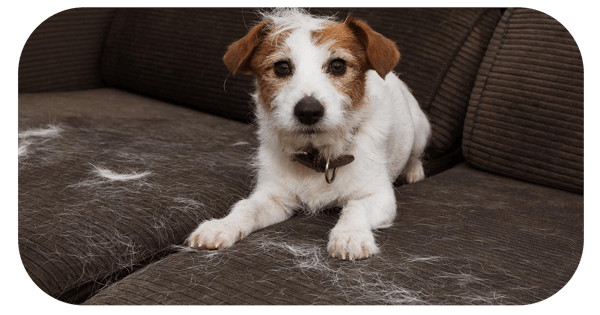 quitar pelos perro gato sillones