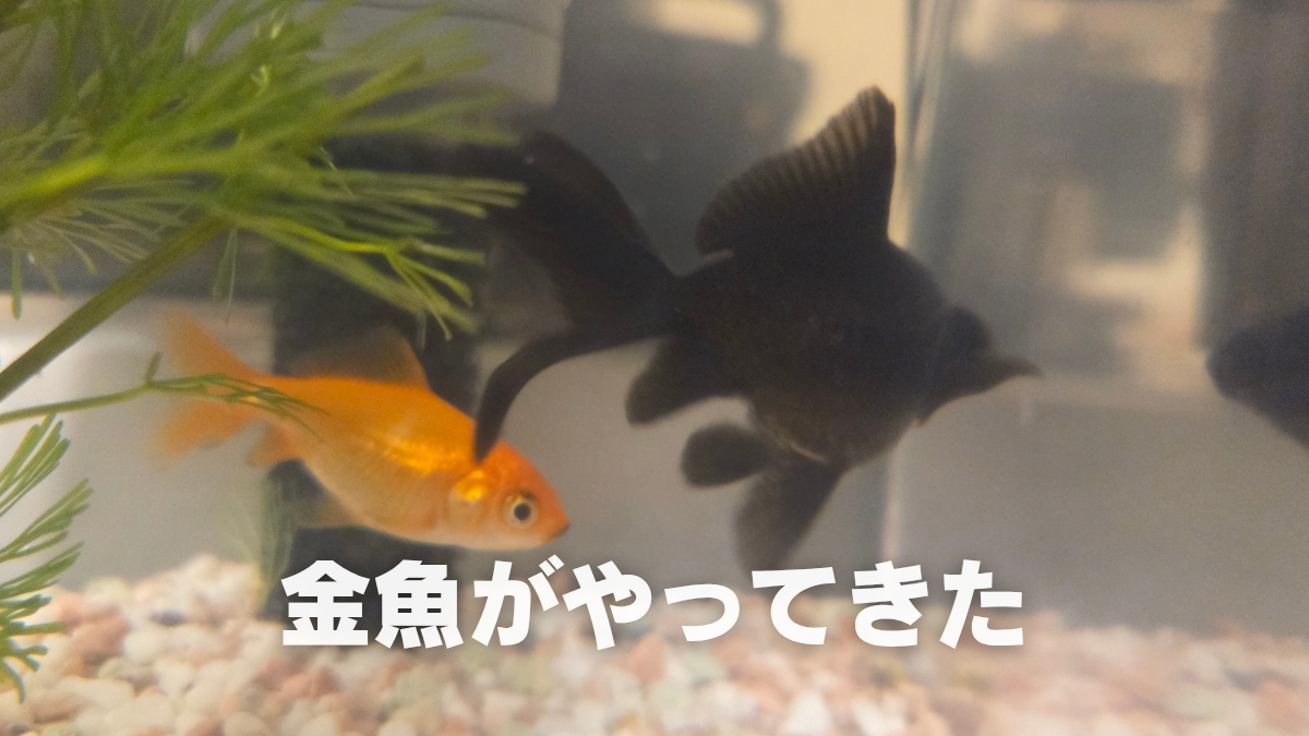 30年以上ぶりに金魚を飼って新たな沼地を知る