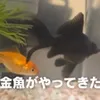 30年以上ぶりに金魚を飼って新たな沼地を知る