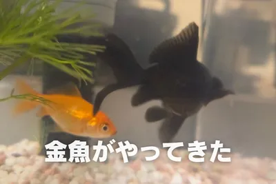 30年以上ぶりに金魚を飼って新たな沼地を知る