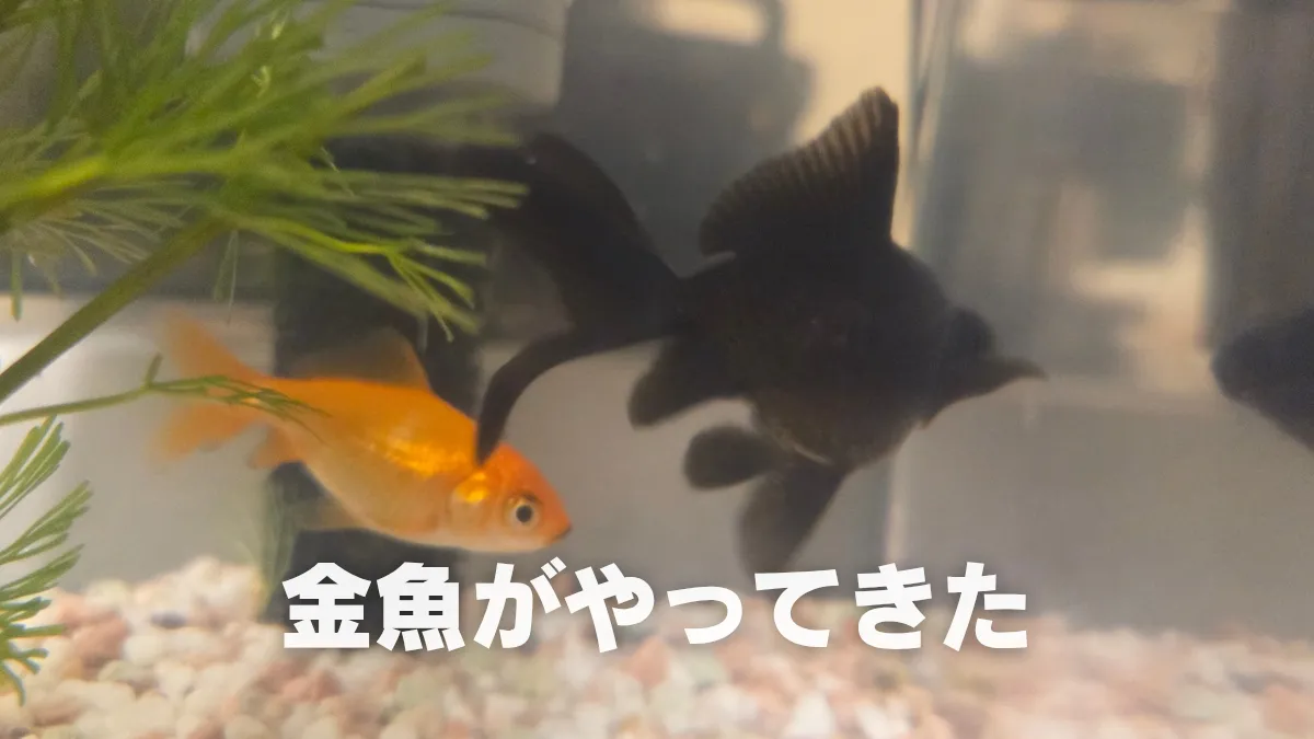 30年以上ぶりに金魚を飼って新たな沼地を知る