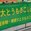 巨大迷路でとうもろこし収穫体験