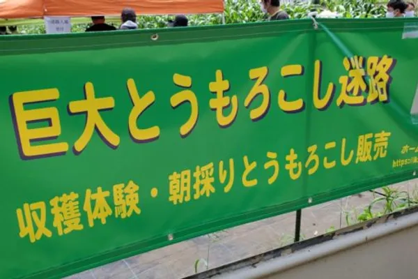 巨大迷路でとうもろこし収穫体験