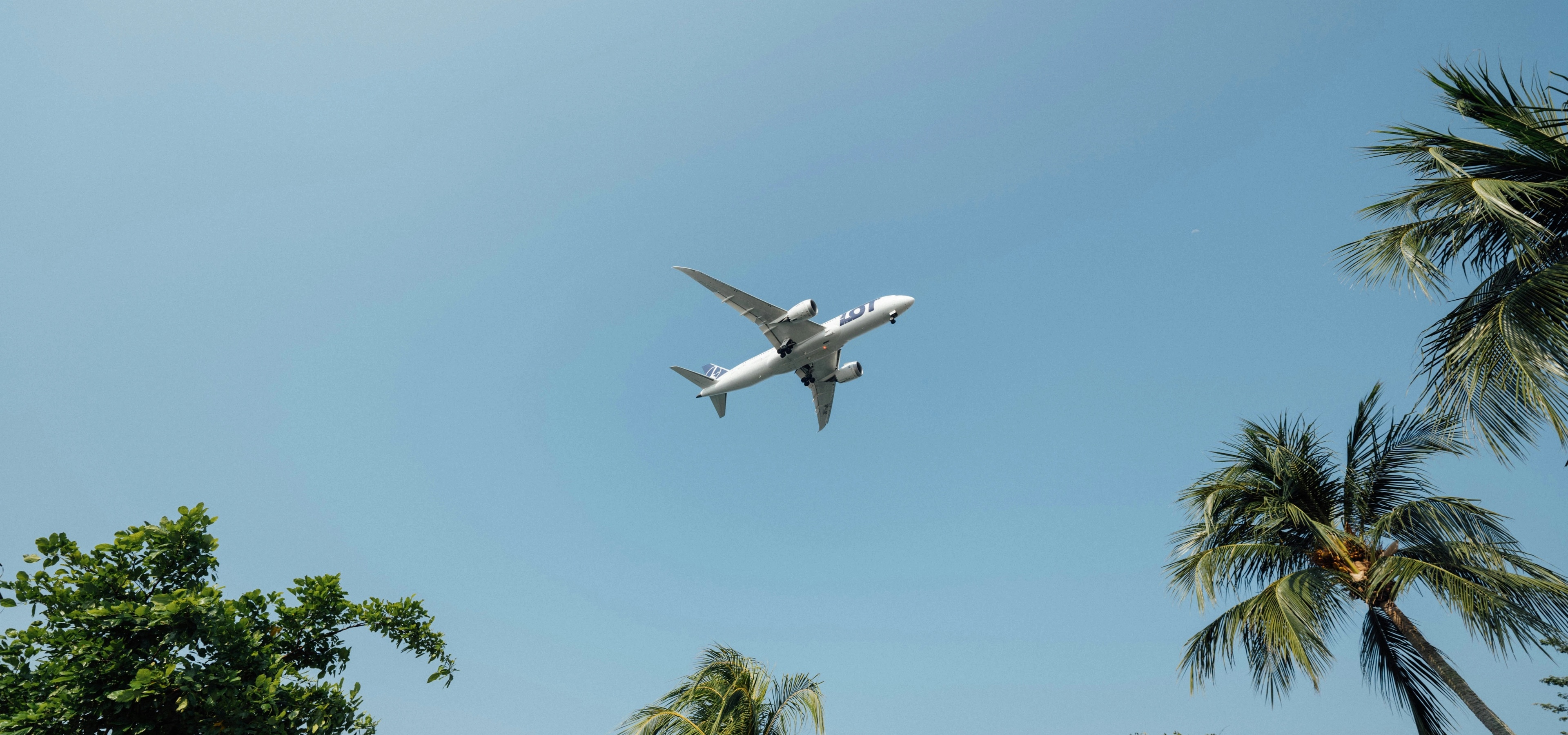 Jet flying over palm trees