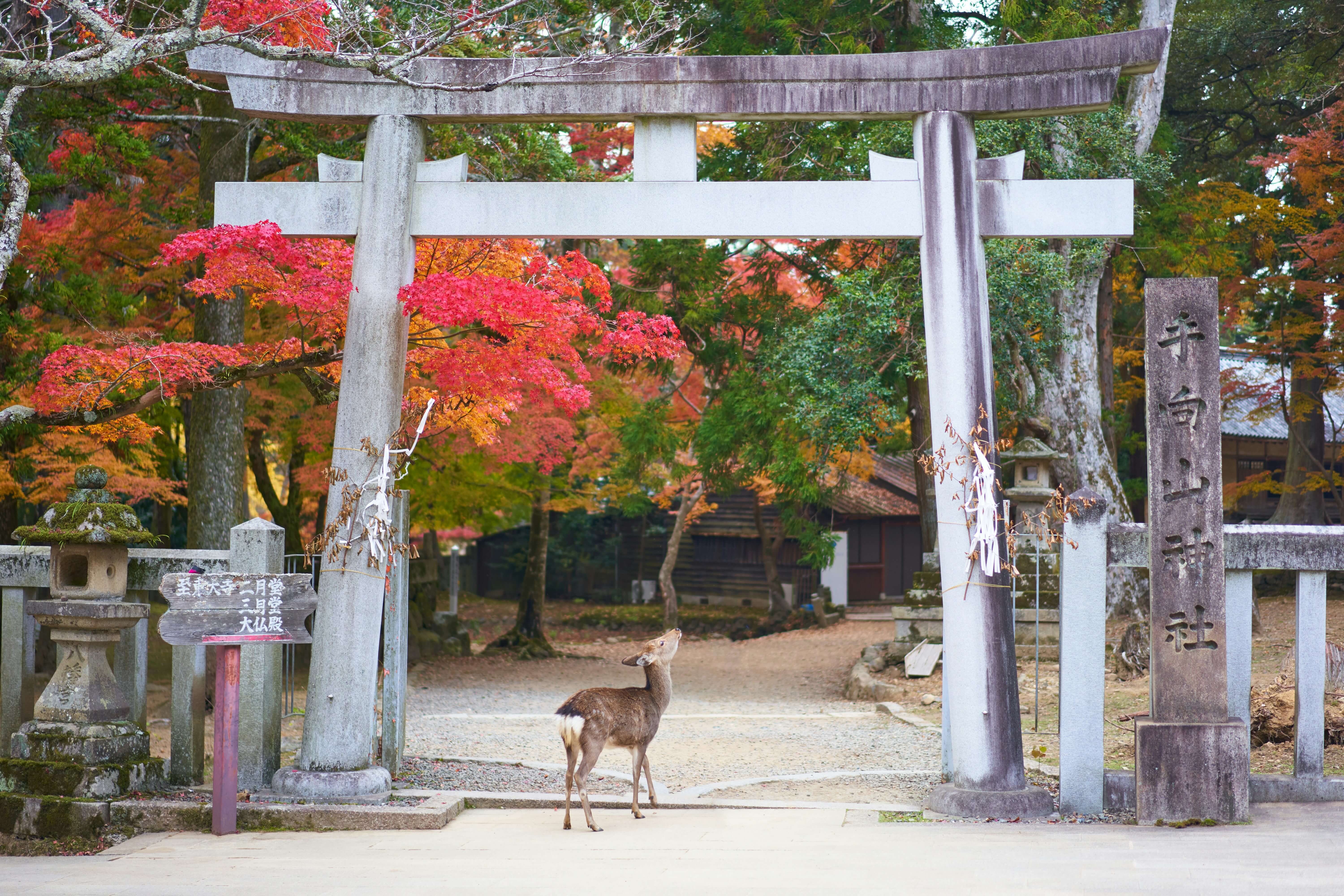 Nara Deer Park: The Complete Guide to Japan's Bowing Deer (2026)