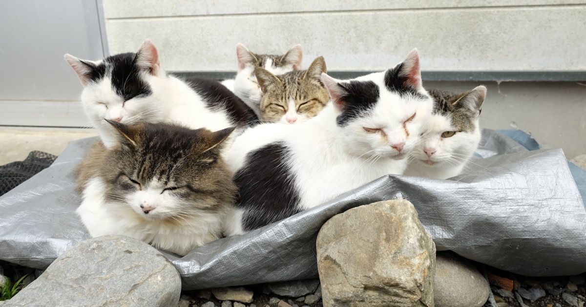 Tashirojima Cat Island: How to Visit Miyagi's Quiet Cat Island