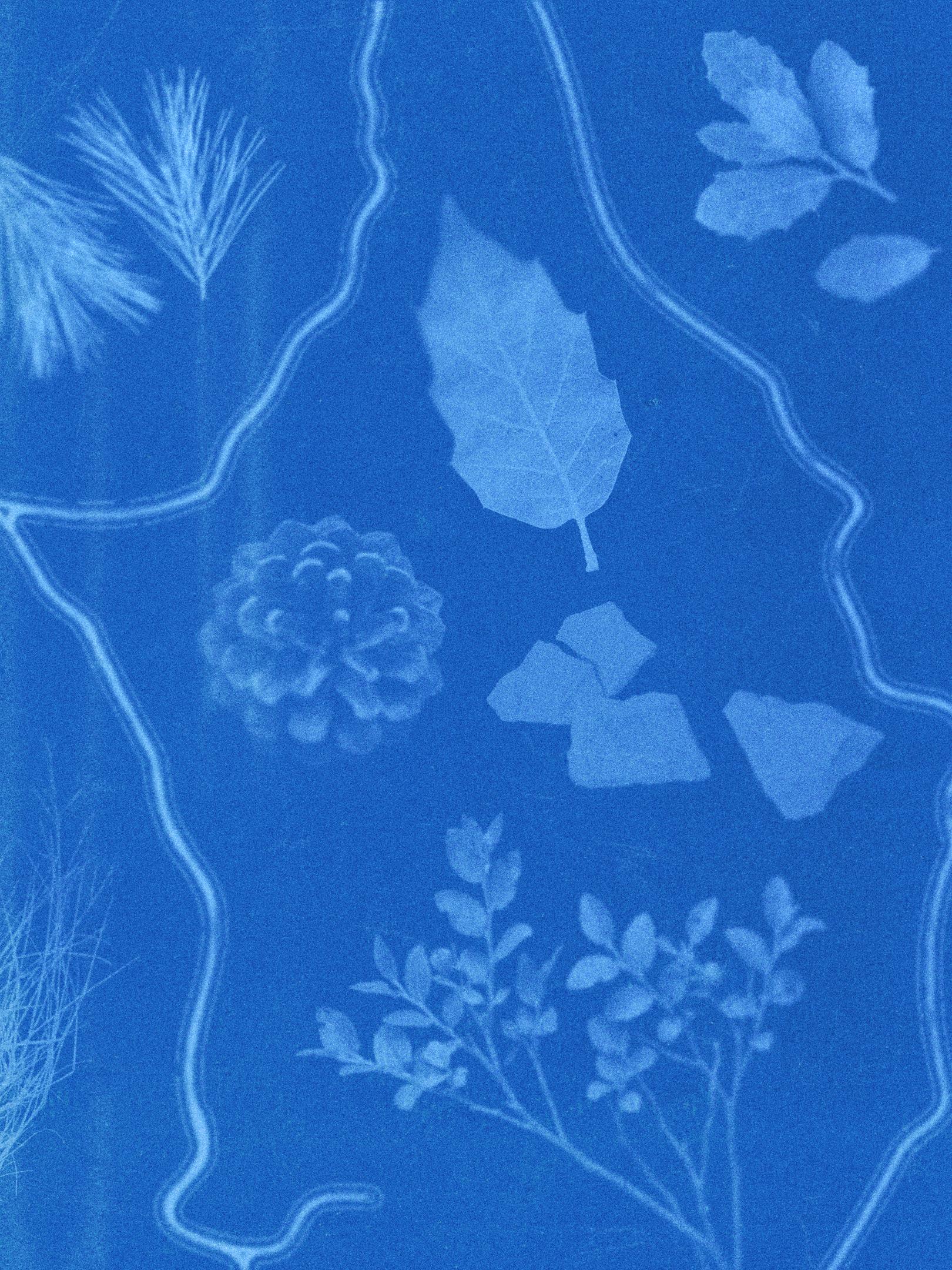 Blue cyanotype featuring outlines of pine needles, leaves, a pine cone, and a leafy branch, with subtle wavy lines.